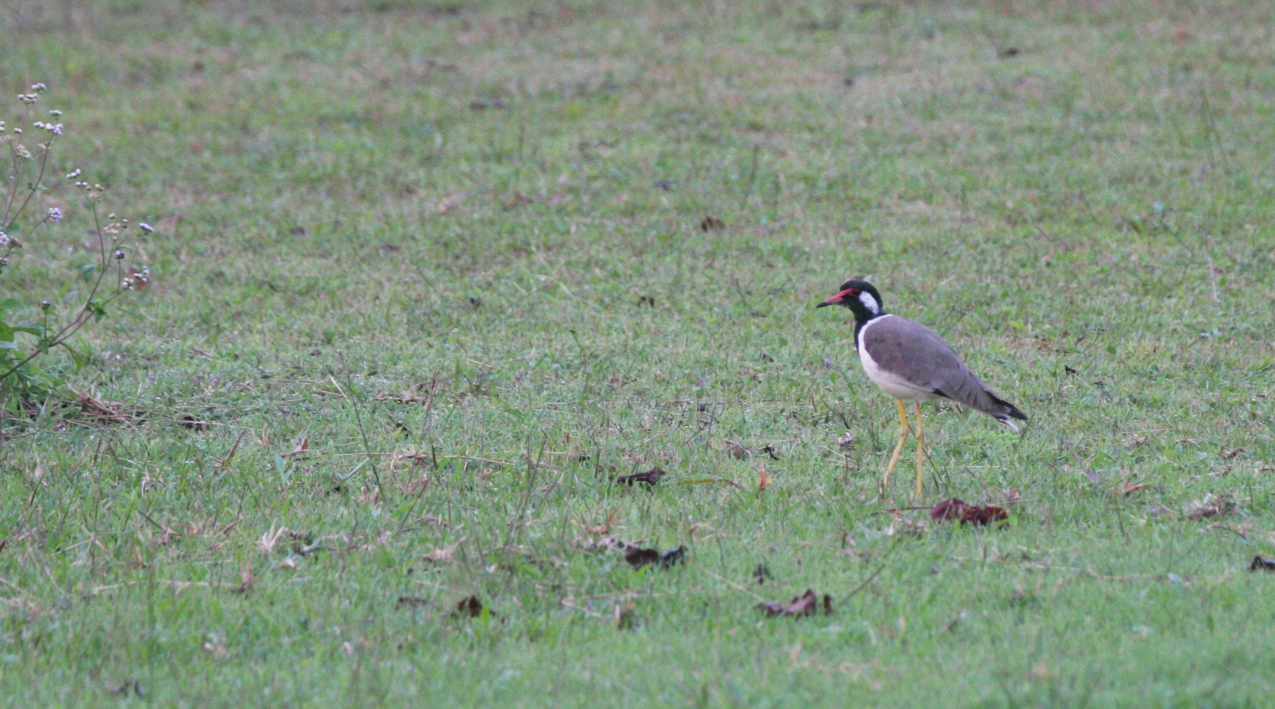 LAPWING - RED-WATTLED LAPWING - Vanellus indicus - KHAO YAI NATIONAL PARK THAILAND (13).JPG