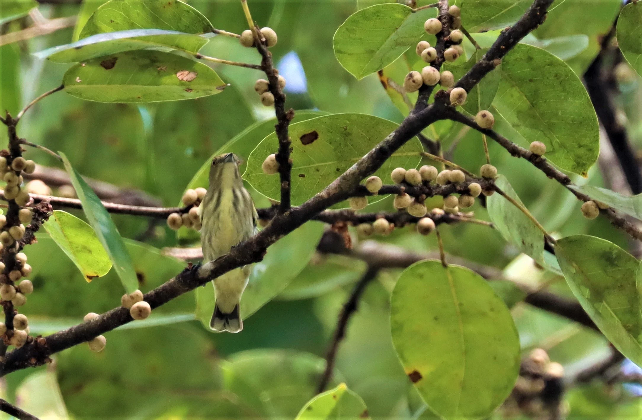 FLOWERPECKER - THICK-BILLED FLOWERPECKER - Dicaeum agile - KAENG KRACHAN - GIFTS SHOTS (10).jpg