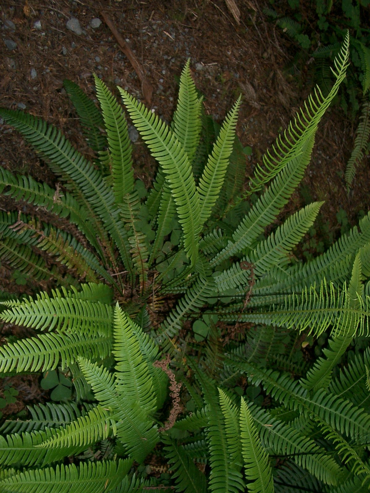 2004-6-12 LARRY AND KATRIS WEDDING IN EUREKA CALIFORNIA (154).JPG