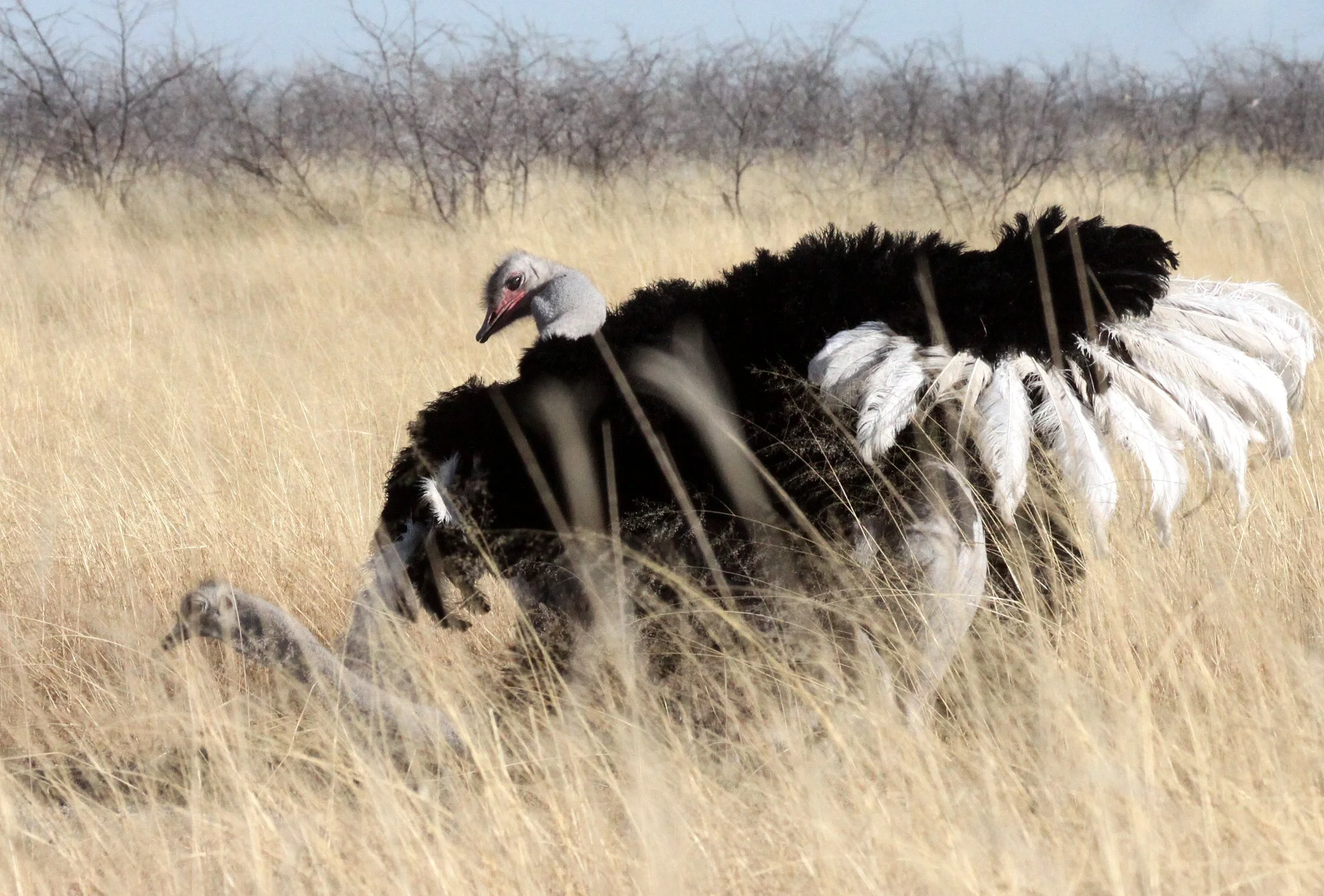 Struthio camelus australis - SOUTH AFRICAN OSTRICH - MATING IN ETOSHA - ETOSHA NATIONAL PARK NAMIBIA (25).JPG