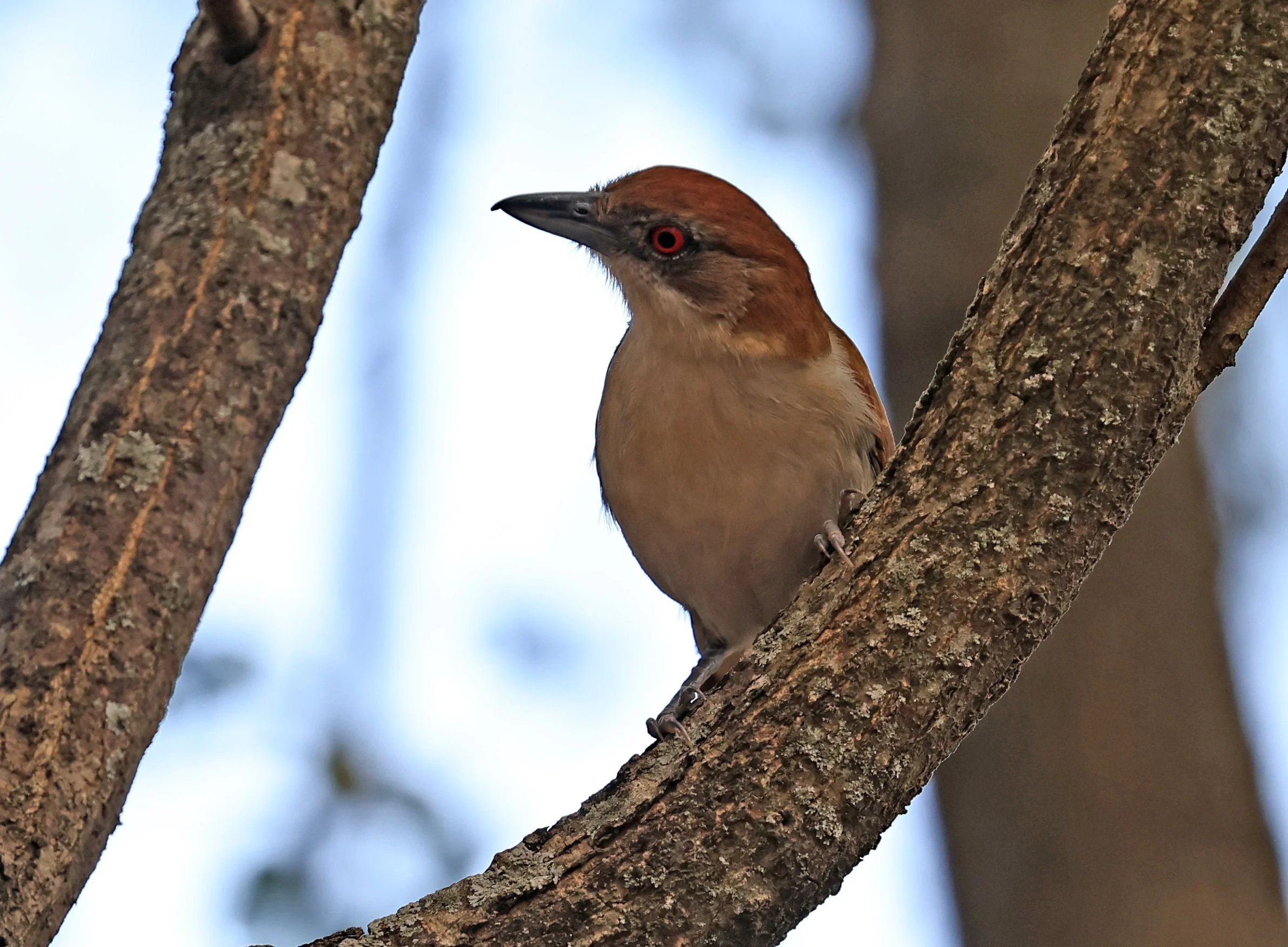 Great Antshrike (Taraba major) Hotel Campestre Iparoma Paraguay (23).jpg
