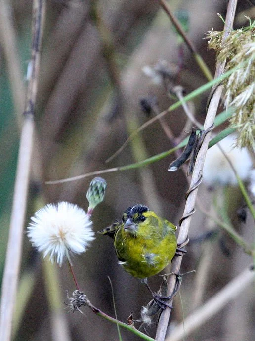 Eurasian Siskin (Spinus spinus) Nankou Rudong, China (3).JPG