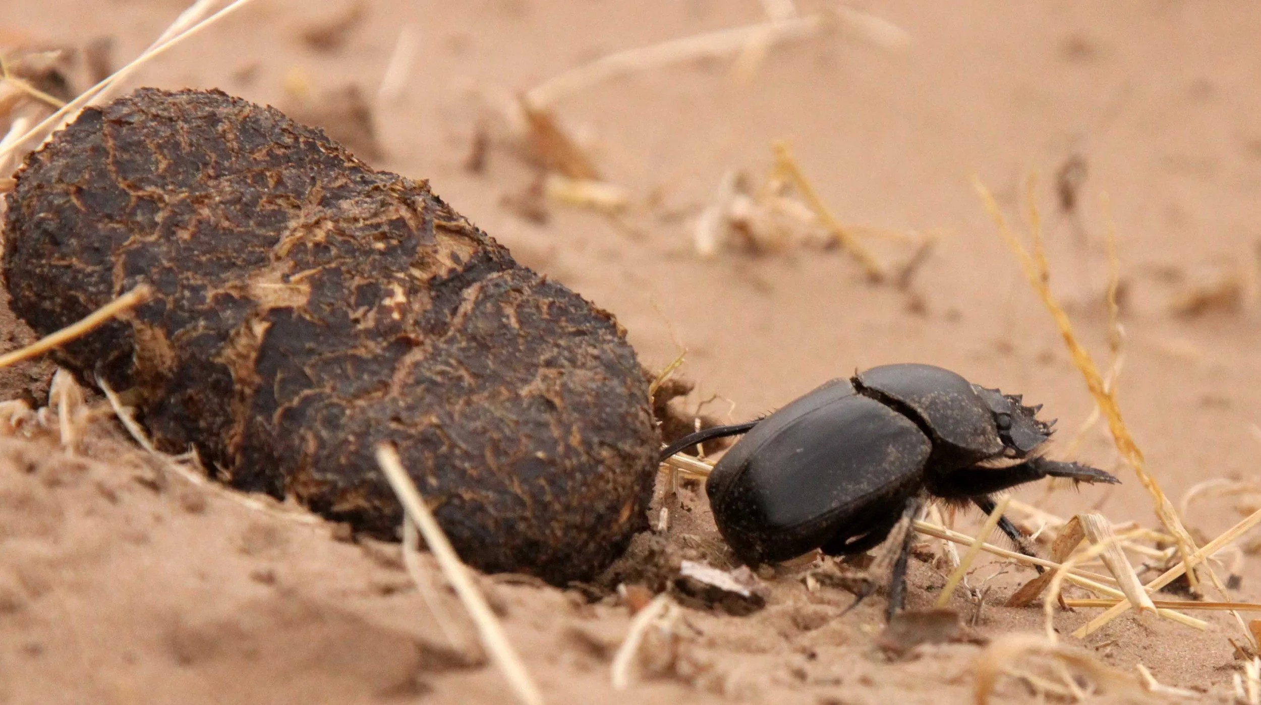 Scarabaeus sacer - Kulun Qi, Inner Mongolia China (5).JPG