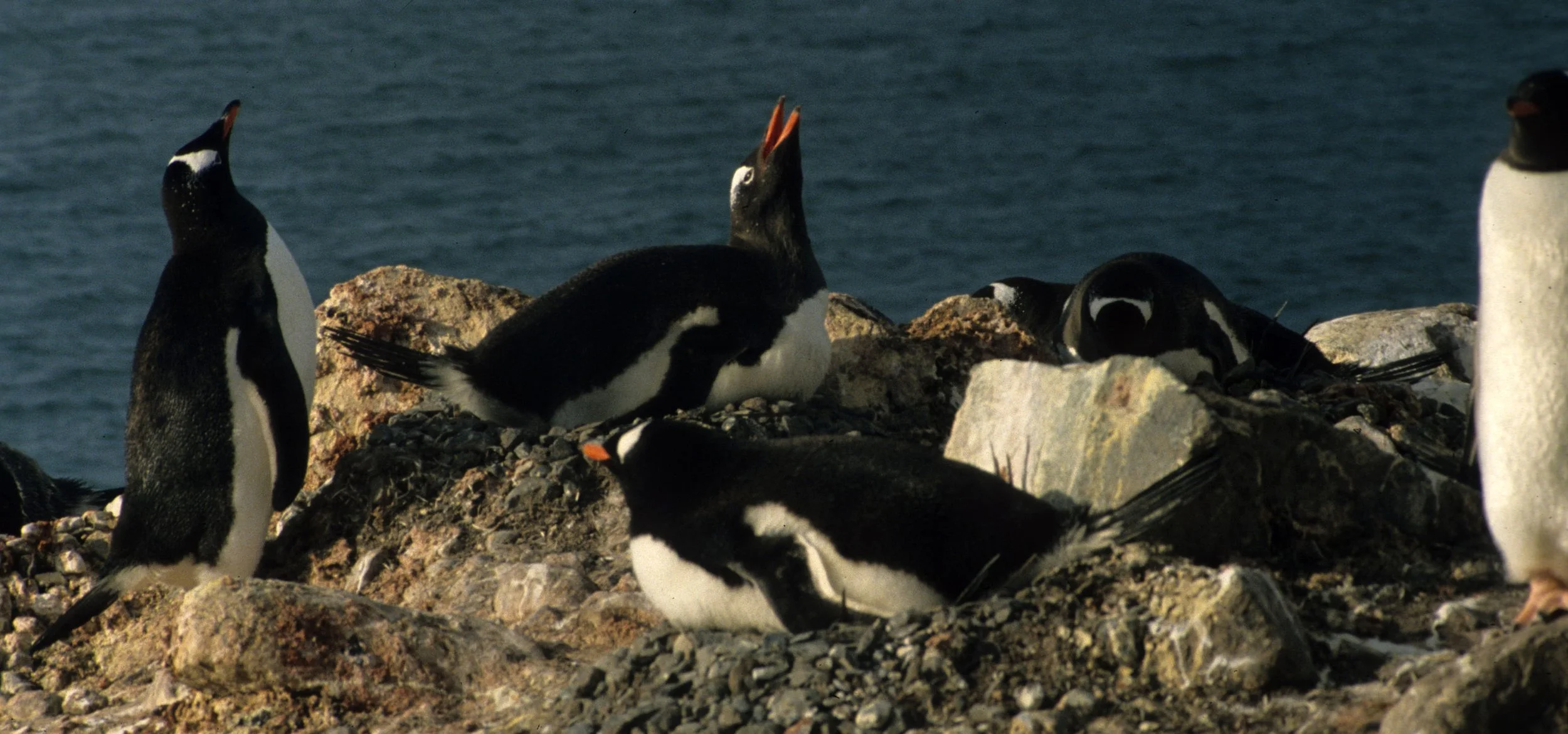 Gentoo Penguin (Pygoscelis papua) Danco Island Antarctic Peninsula (4).jpg