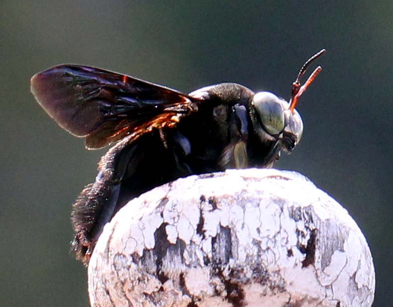 Apidae - CARPENTER BEE - KHAO SOK NATIONAL PARK (2).JPG