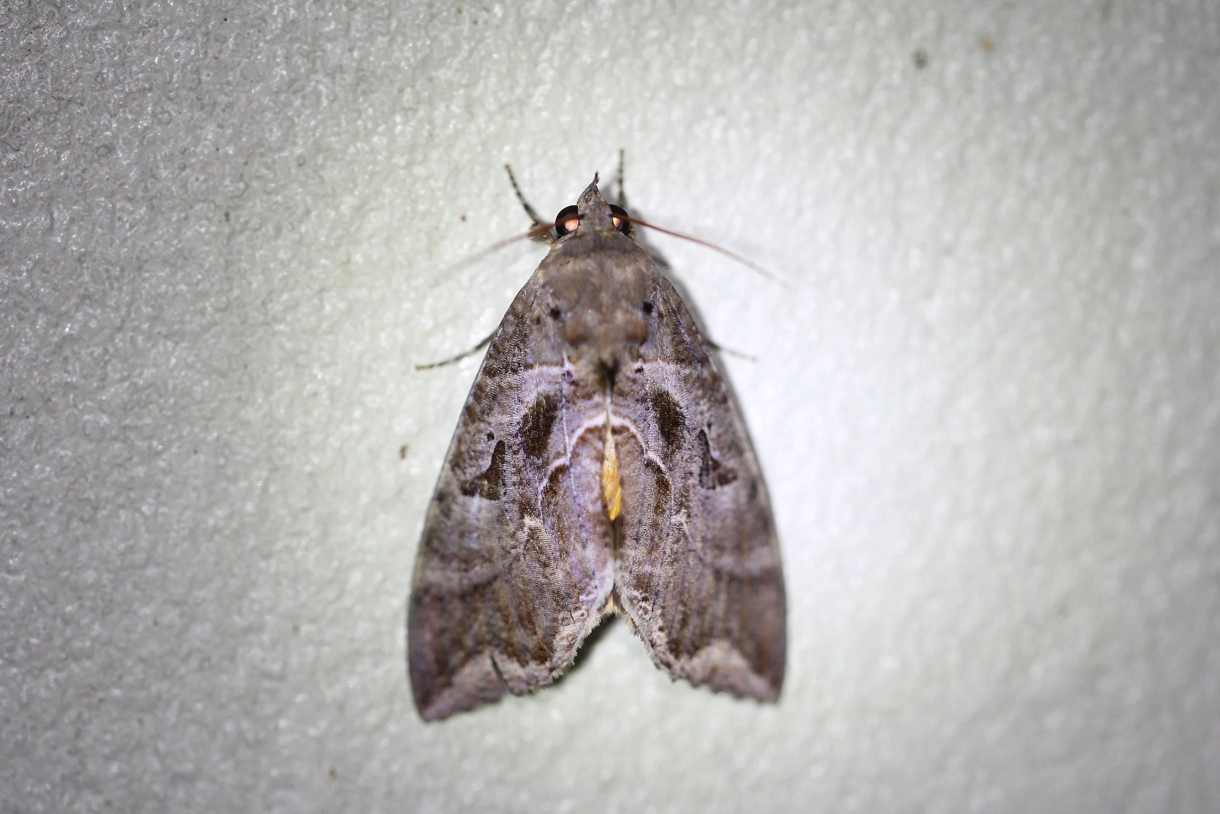 Erebidae - Unidentified Species - Koh Lanta, Thailand 