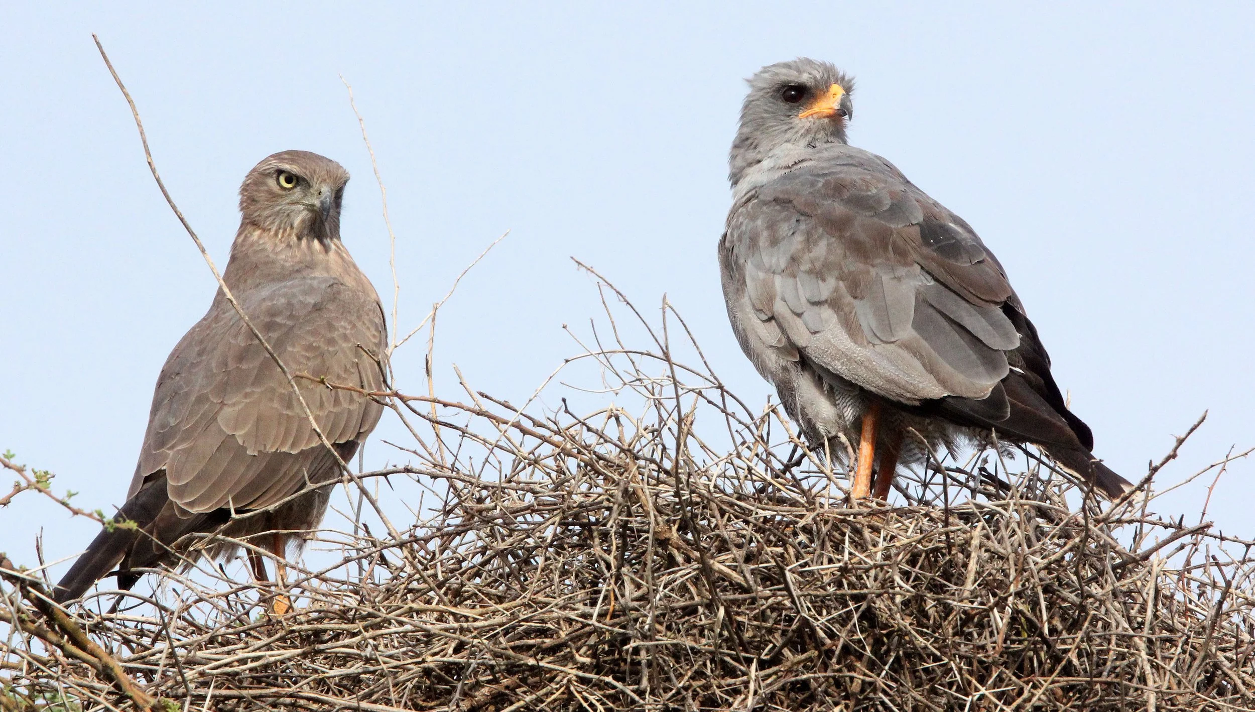 Melierax metabates - DARK CHANTING GOSHAWK - AWASH NATIONALPARK ETHIOPIA (10).JPG