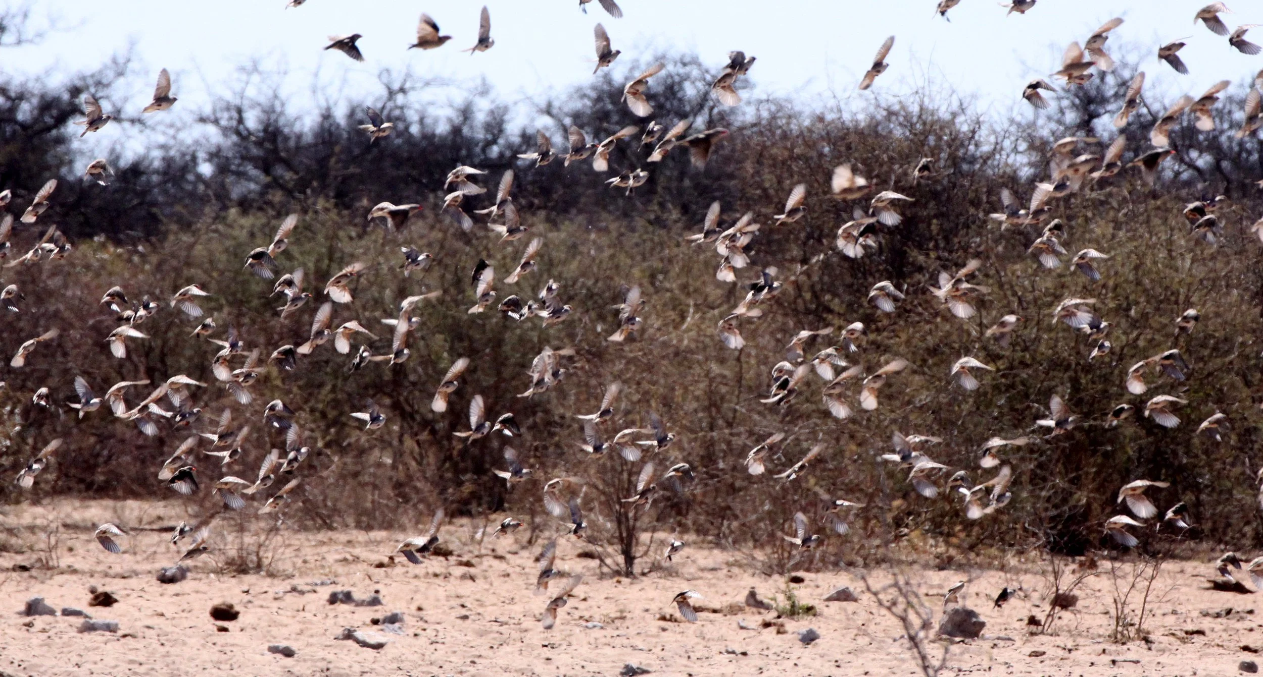 Red-billed Quelea (Quelea quelea) Etosha NP Namibia (1).JPG