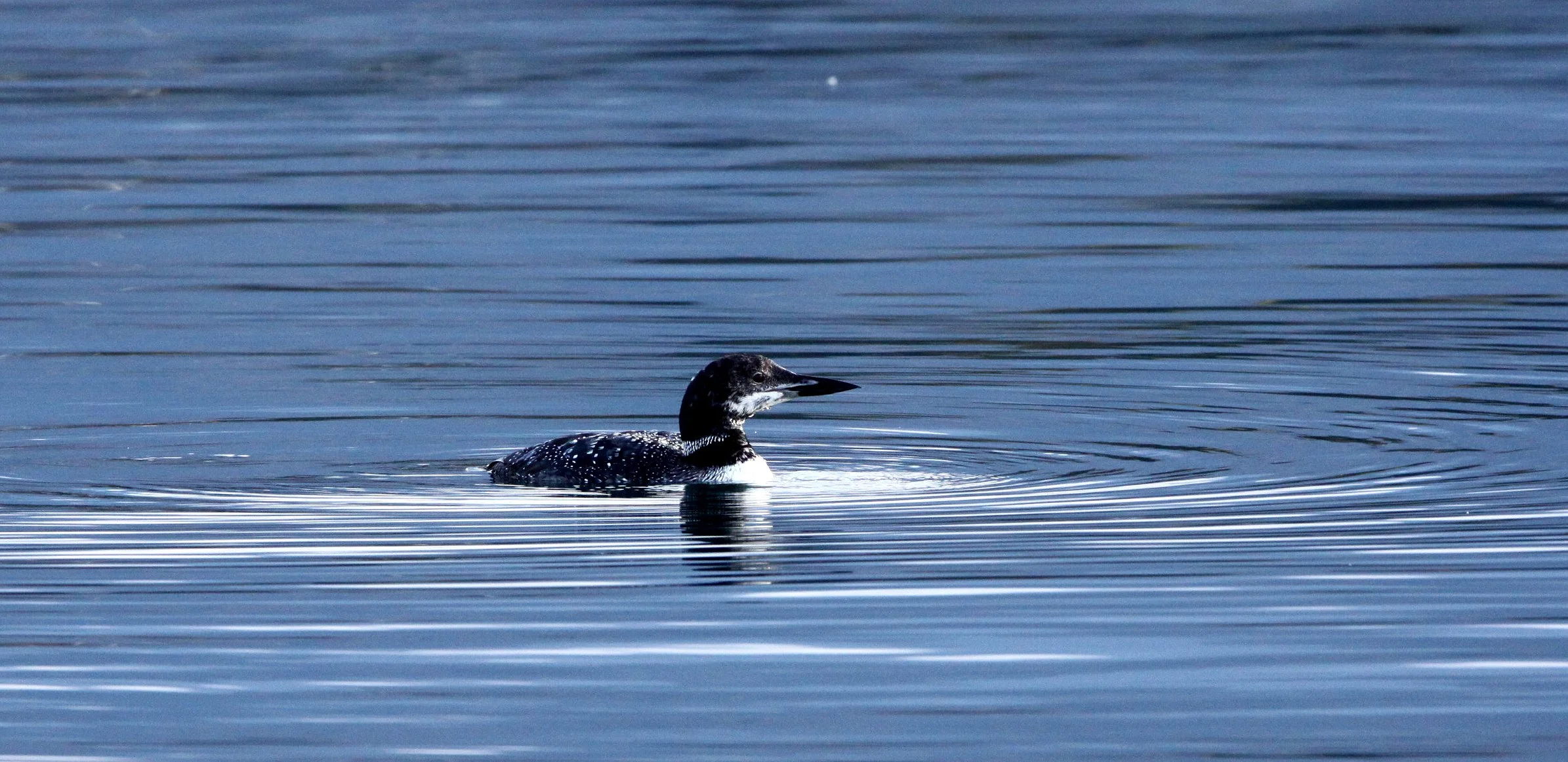 BIRD - LOON - COMMON LOON - PORT ANGELES HARBOR WA.JPG