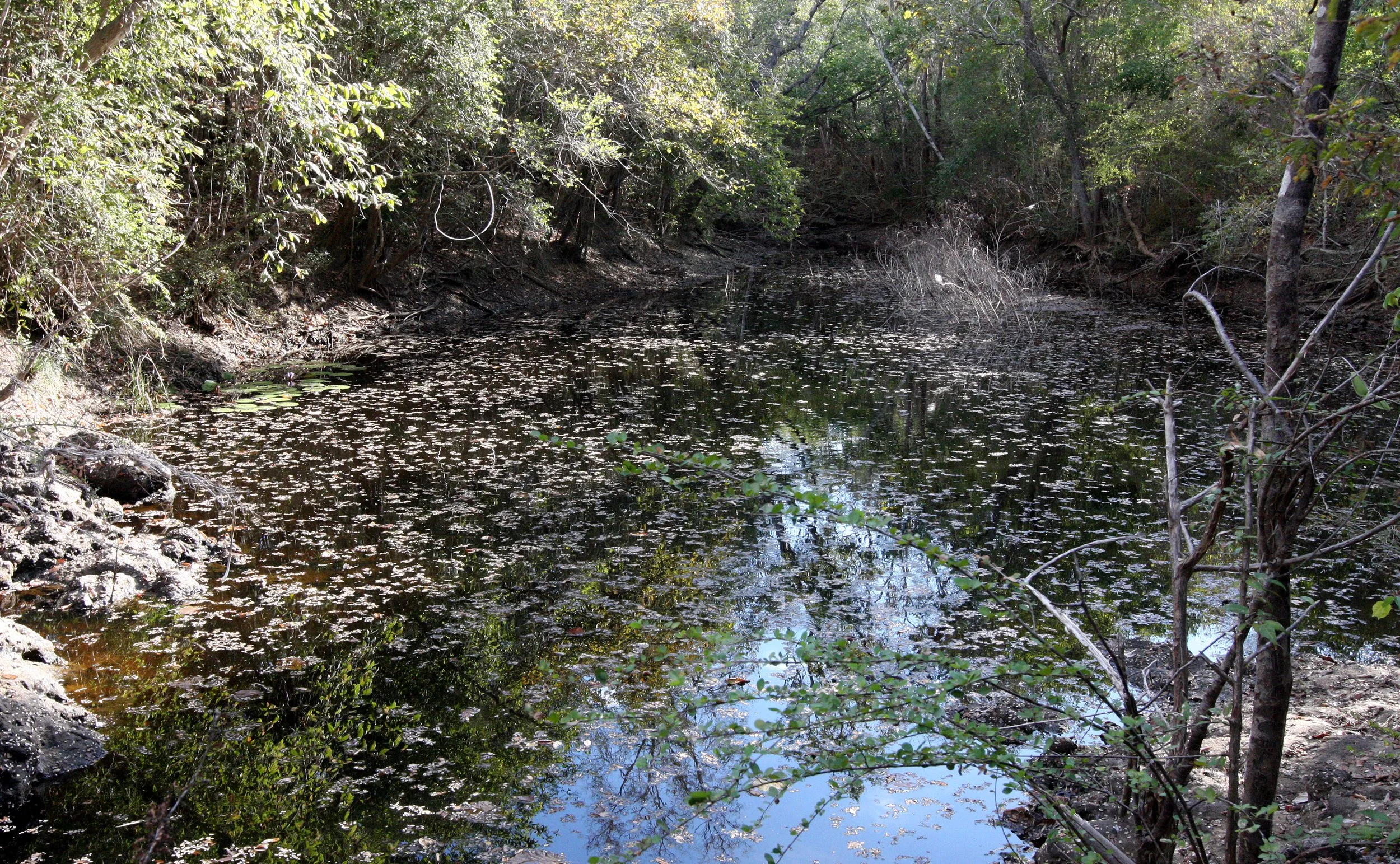 KIRINDY NATIONAL PARK MADAGASCAR - WETLANDS.JPG