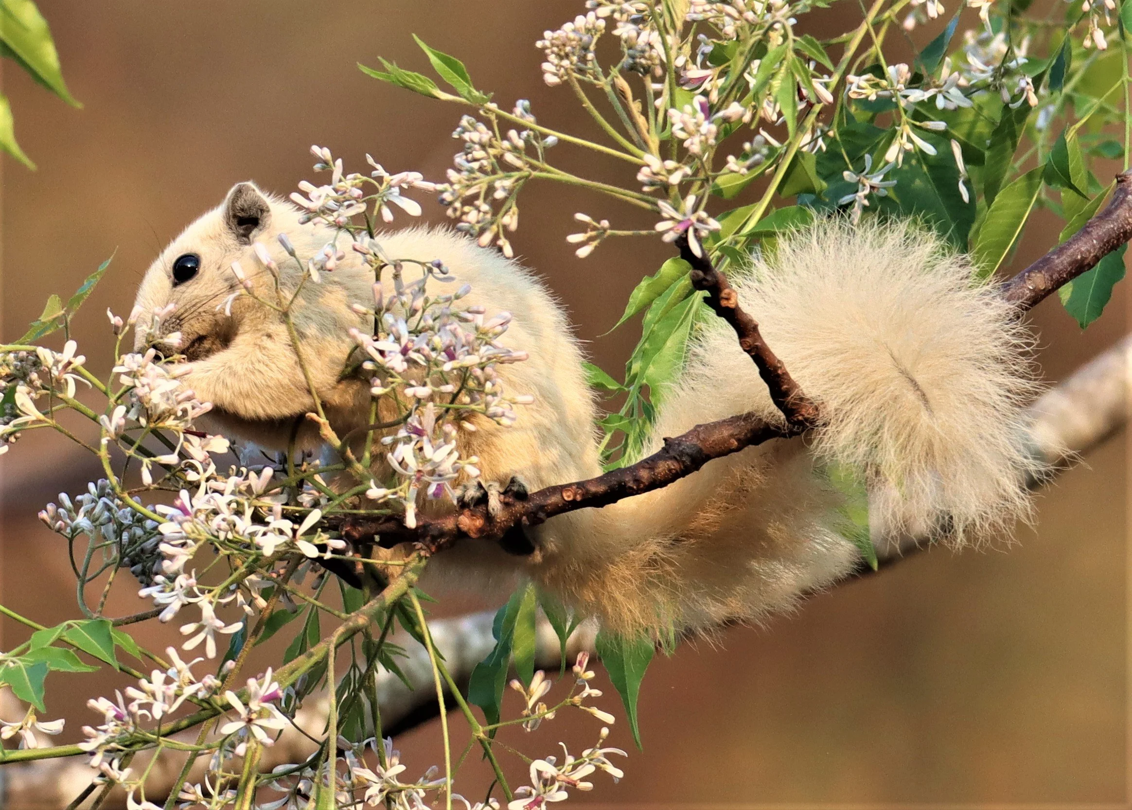 While the species name "variable" comes from its extreme geographic variation in pelage color (ranging from jet black to deep red and many other variations), a distinct all-white or creamy-white morph is common in certain regions of Thailand, especia