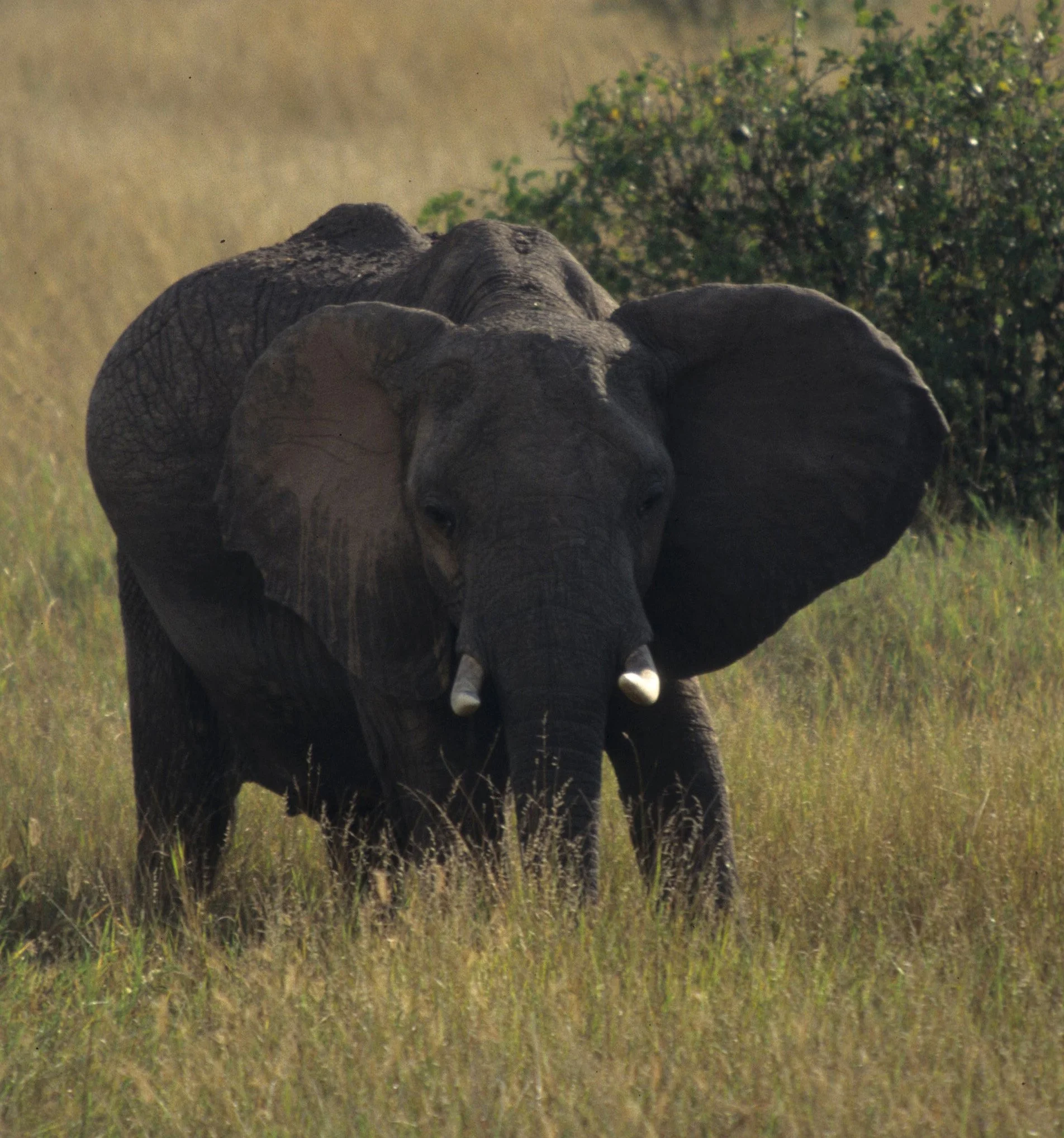 ELEPHANT - SERENGETI 49.jpg