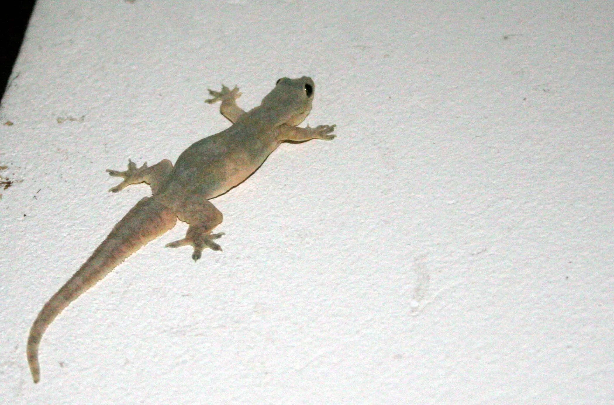 Flat-tailed Gecko (Hemidactylus platyurus) Kaeng Krachan, Thailand