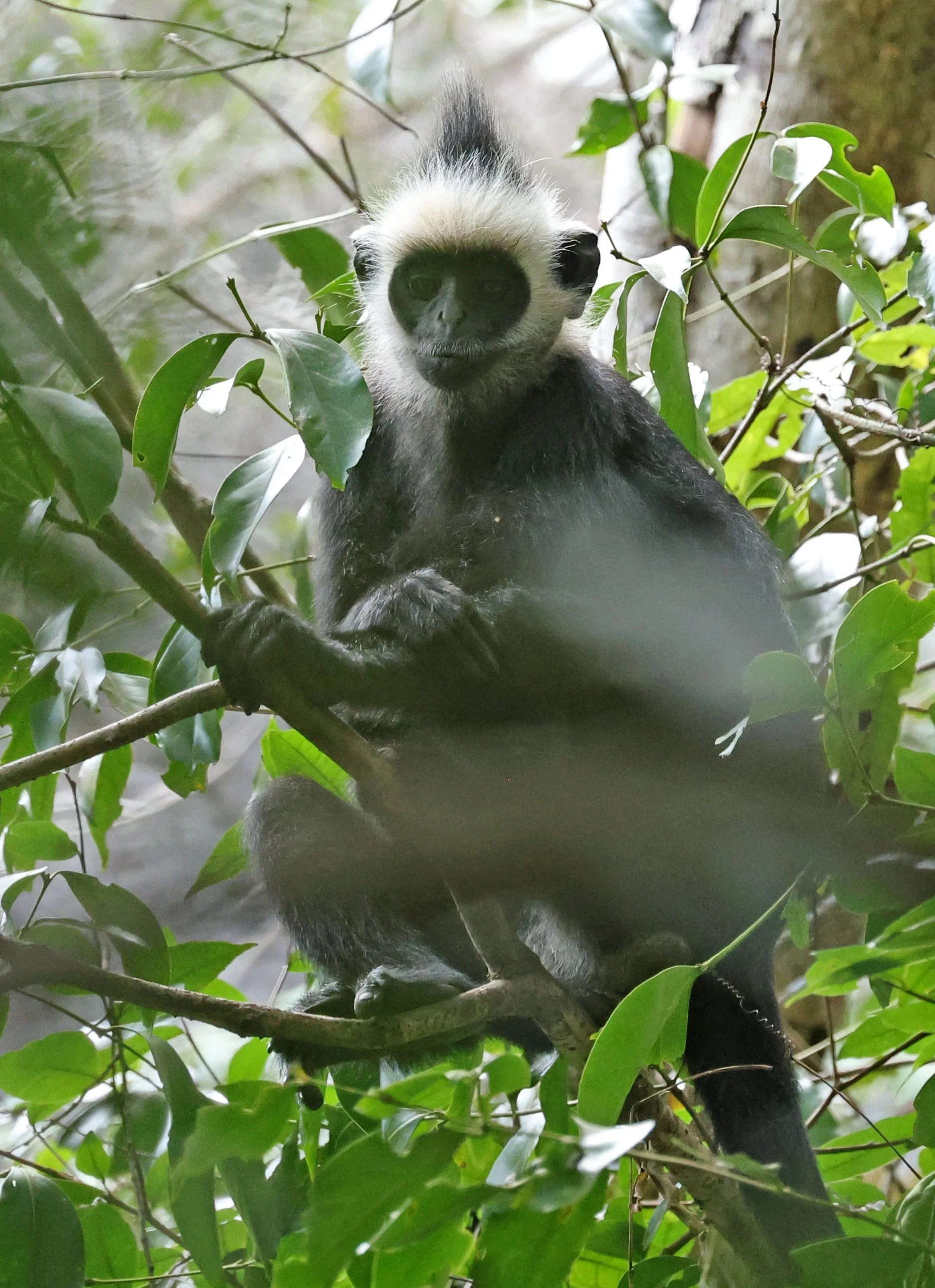Laotian Langur or White-browed Black Langur (Trachypithecus laotum) The Rock Viewpoint, Khammouane Province Laos (70).jpg