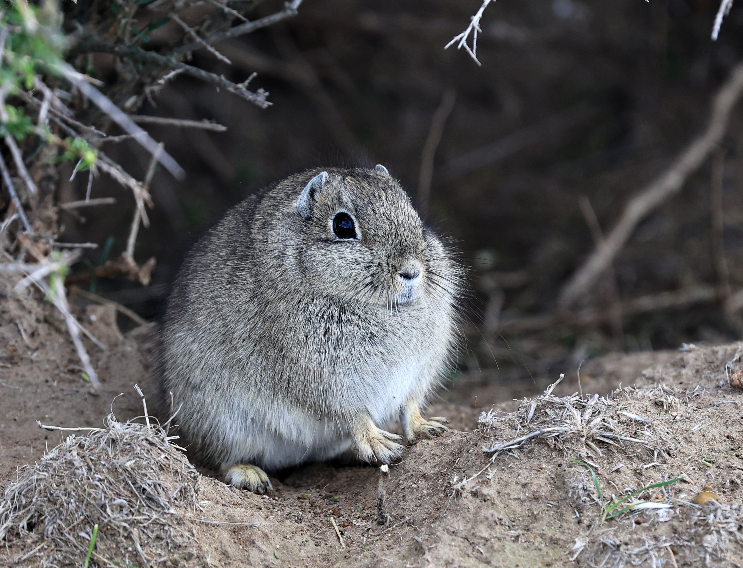 Southern Mountain Cavy (Microcavia australis) Valdes Peninsula, Chubut Province, Argentina Day 2 (1 (31).jpg