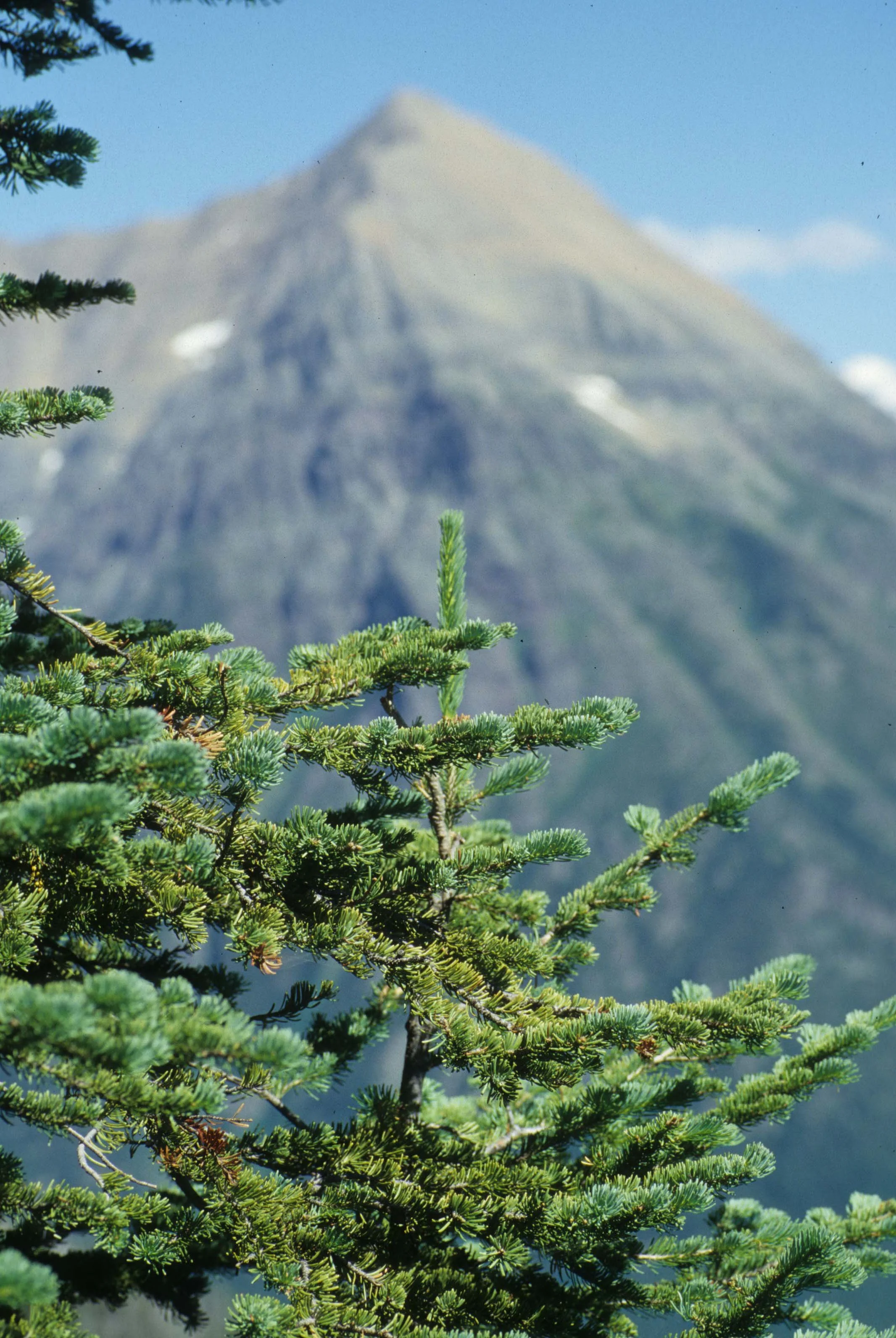 MONTANA - GLACIER NP - PICEA SPECIES.jpg