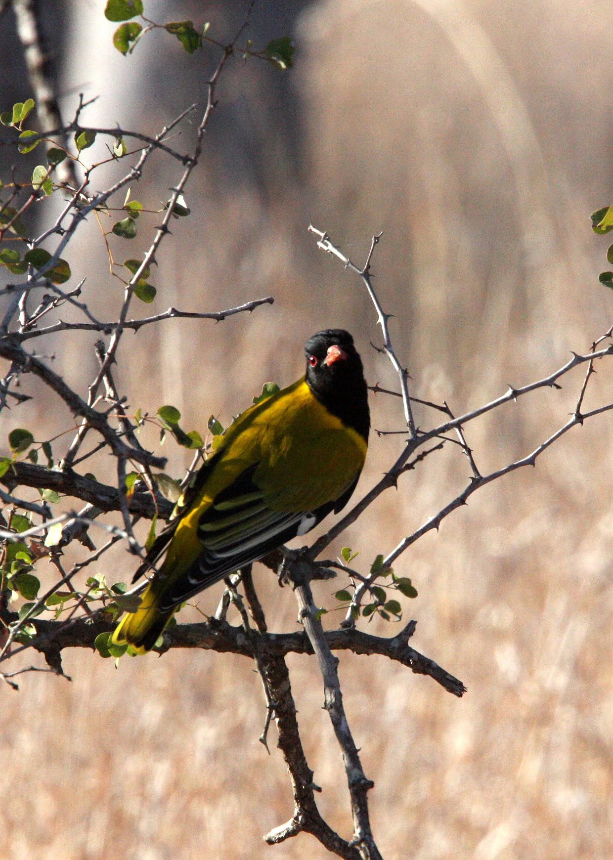 Eastern Black-headed Oriole (Oriolus larvatus) Kruger NP South Africa (1).JPG