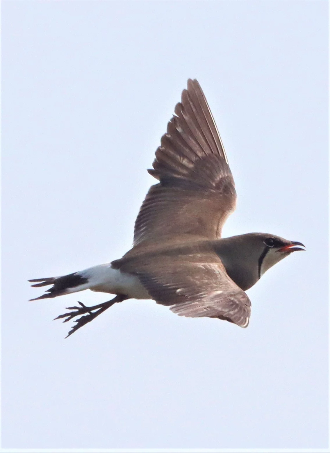 PRATINCOLE - ORIENTAL PRATINCOLE - Glaveola maldivarum -  PATHUM THANI RICE RESEARCH CENTER (37).jpg
