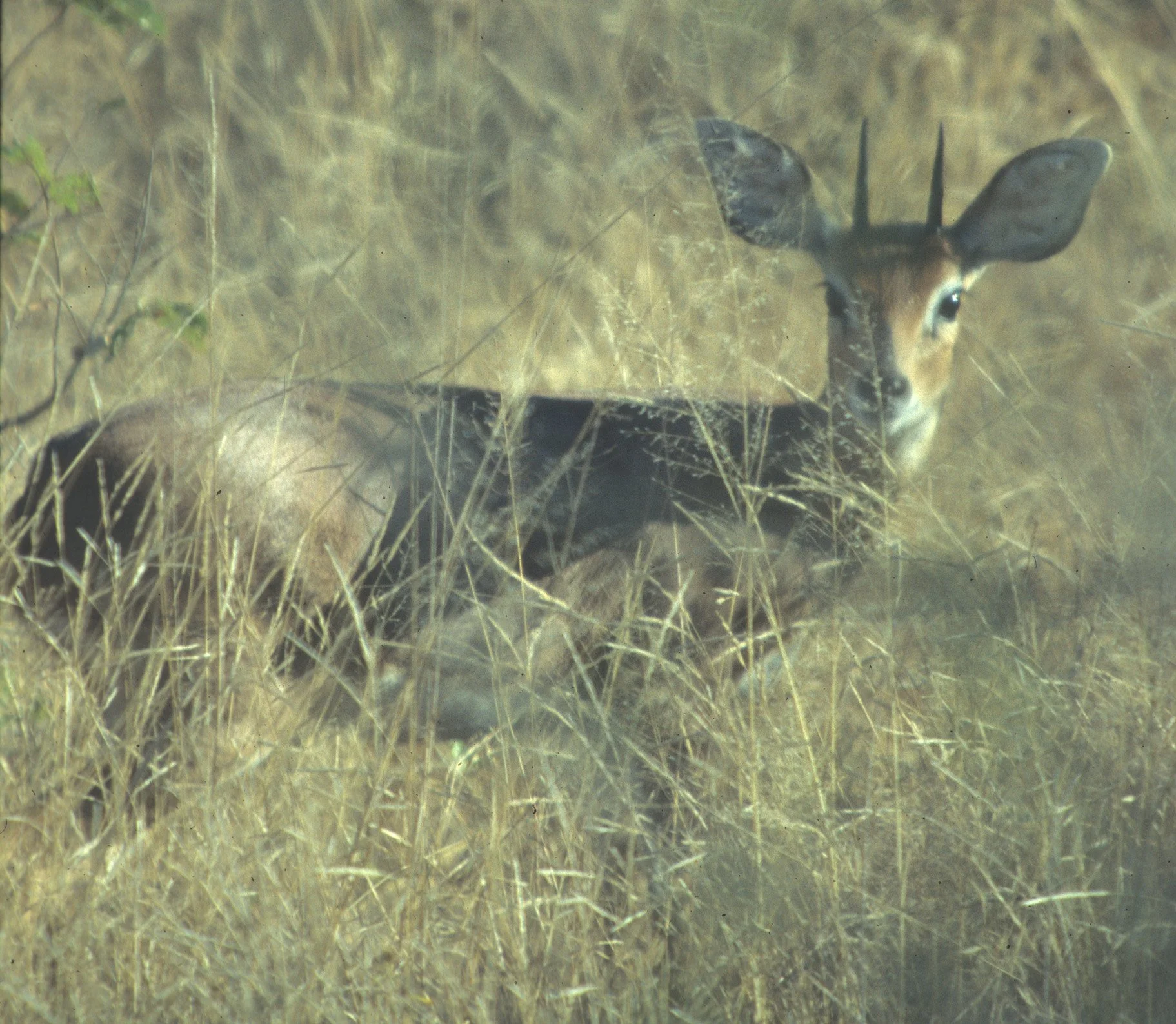 BOVID - DIK DIK - KIRKS - SERENGETI (5).jpg