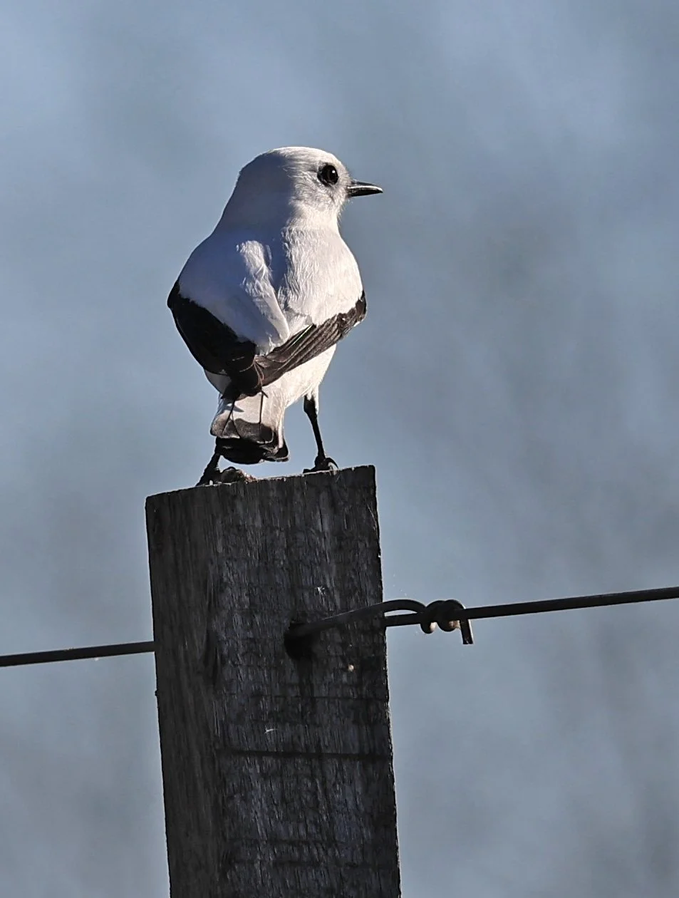 White Monjita (Xolmis irupero) Fortin Toledo Paraguay 