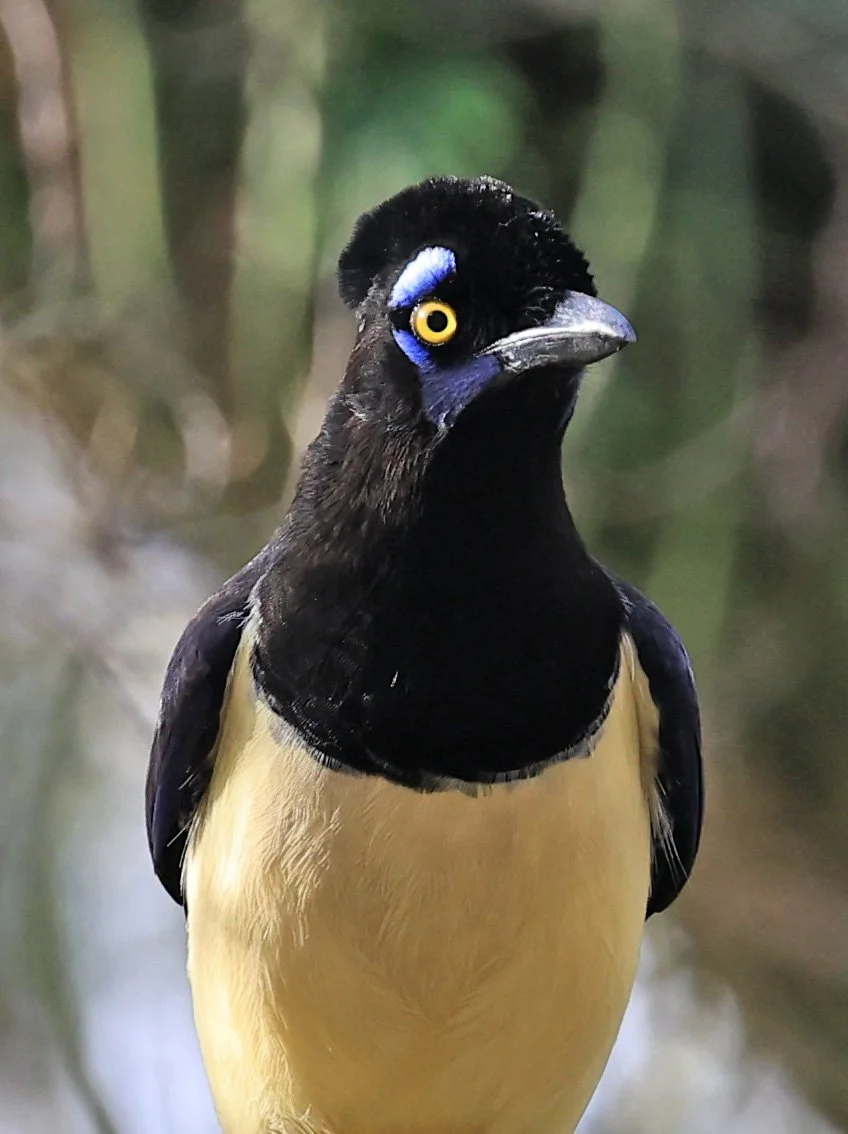 Plush-crested Jay (Cyanocorax chrysops) El Palmar National Park, Entre Rios, Argentina (37).jpg