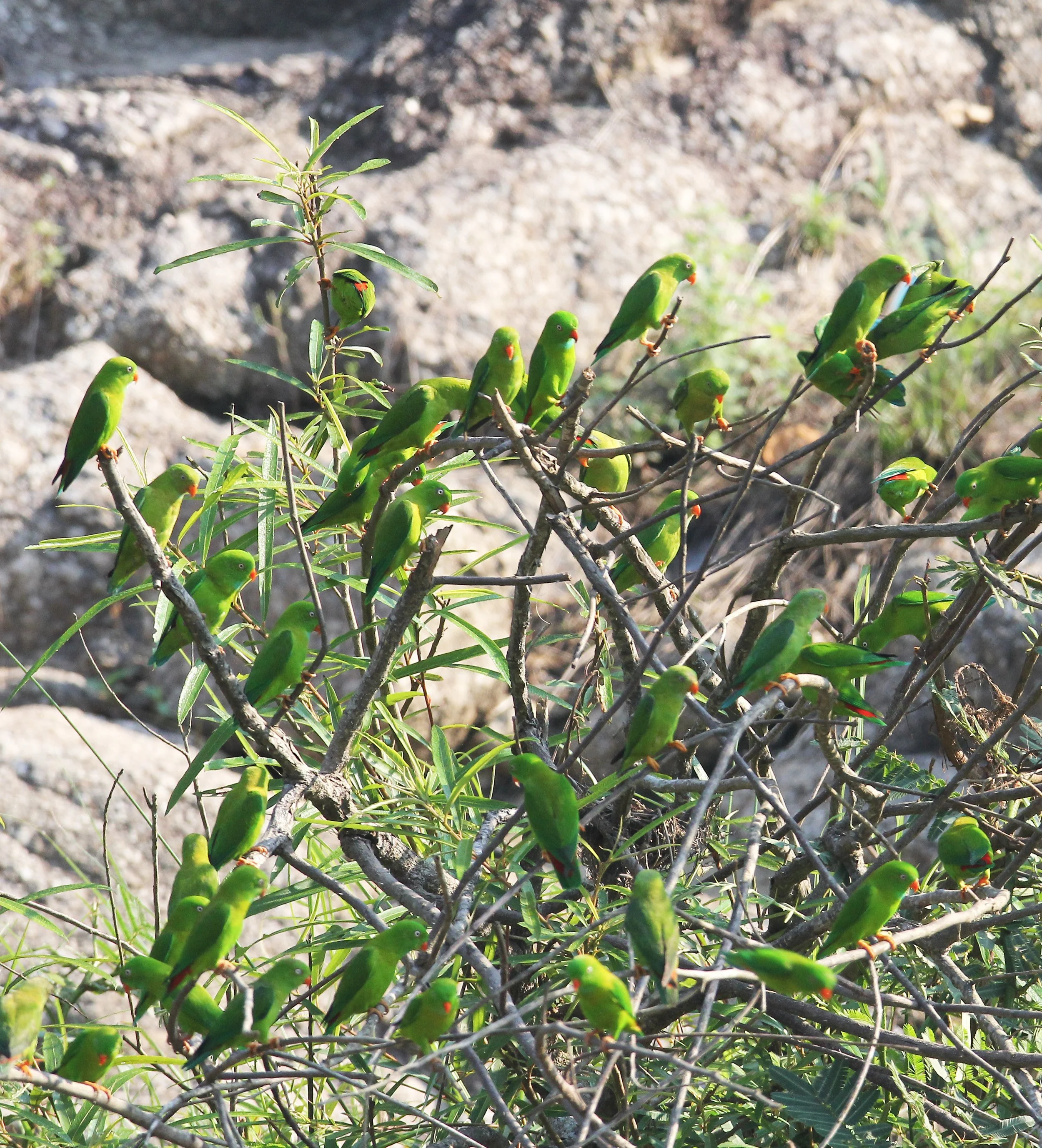 BIRD - PARROT - VERNAL HANGING PARROT - KHAO BAN DAI - HUAI KHA KHAENG NATURE RESERVE - THAILAND (16).JPG