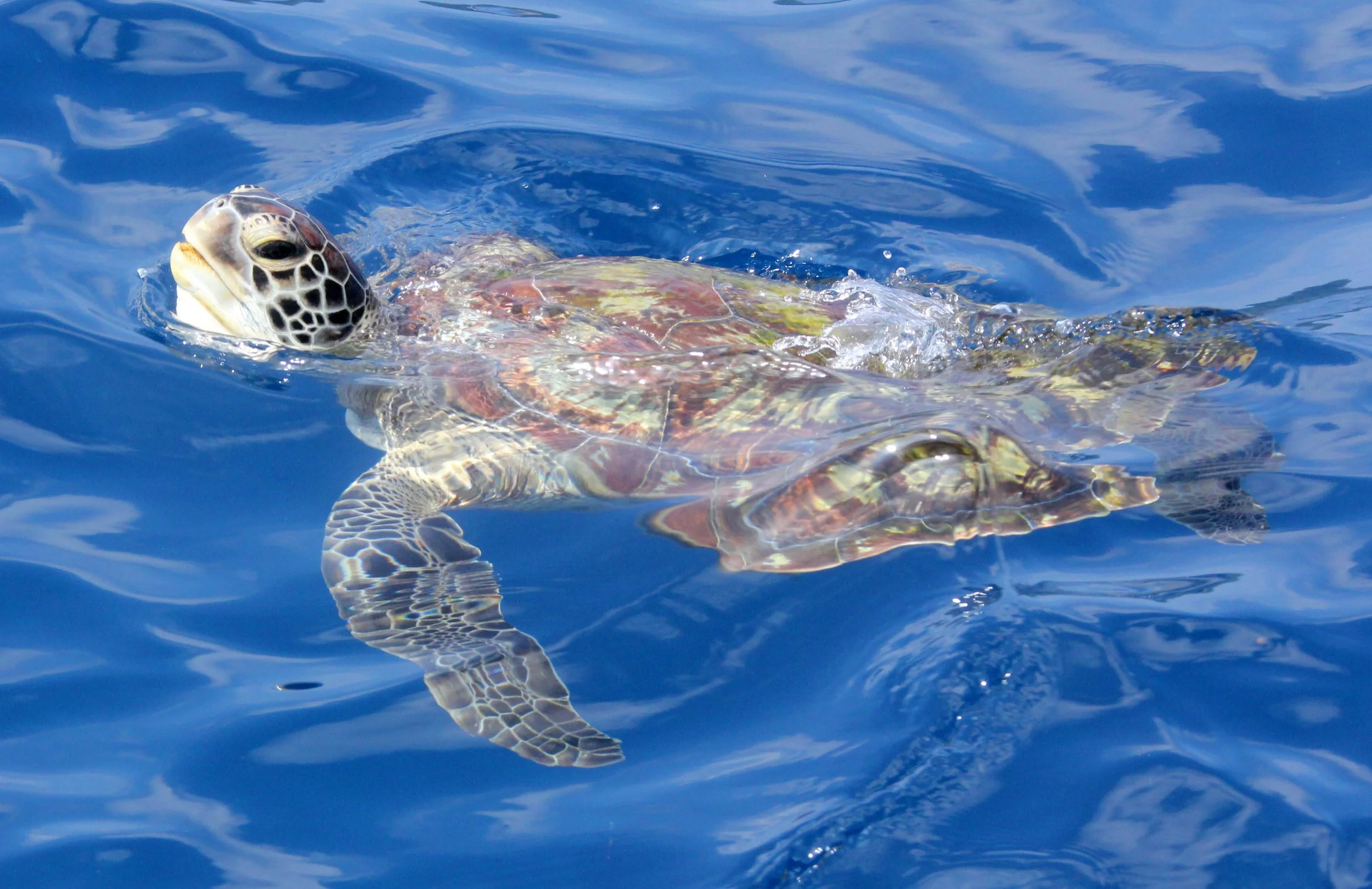 Eretmochelys imbricata - Hawksbill Turtle - SIMILANS 2014 (32).JPG