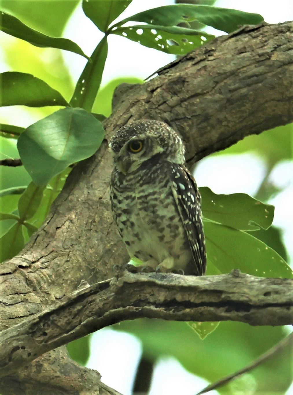 Spotted Owlet (Athene brama) in a secret dead snag that only I know about!  