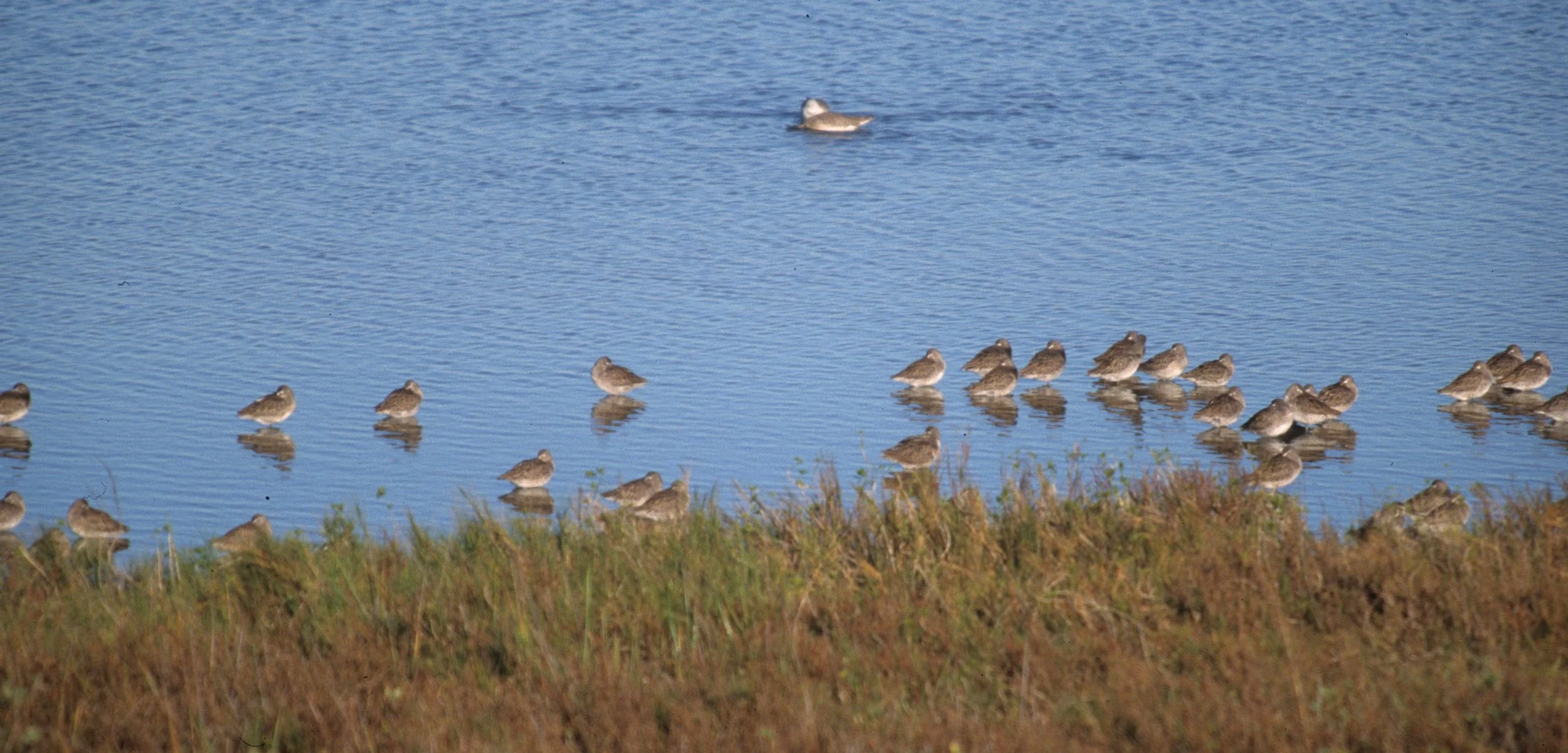 BIRD - WILLET - ARANSAS TX.jpg
