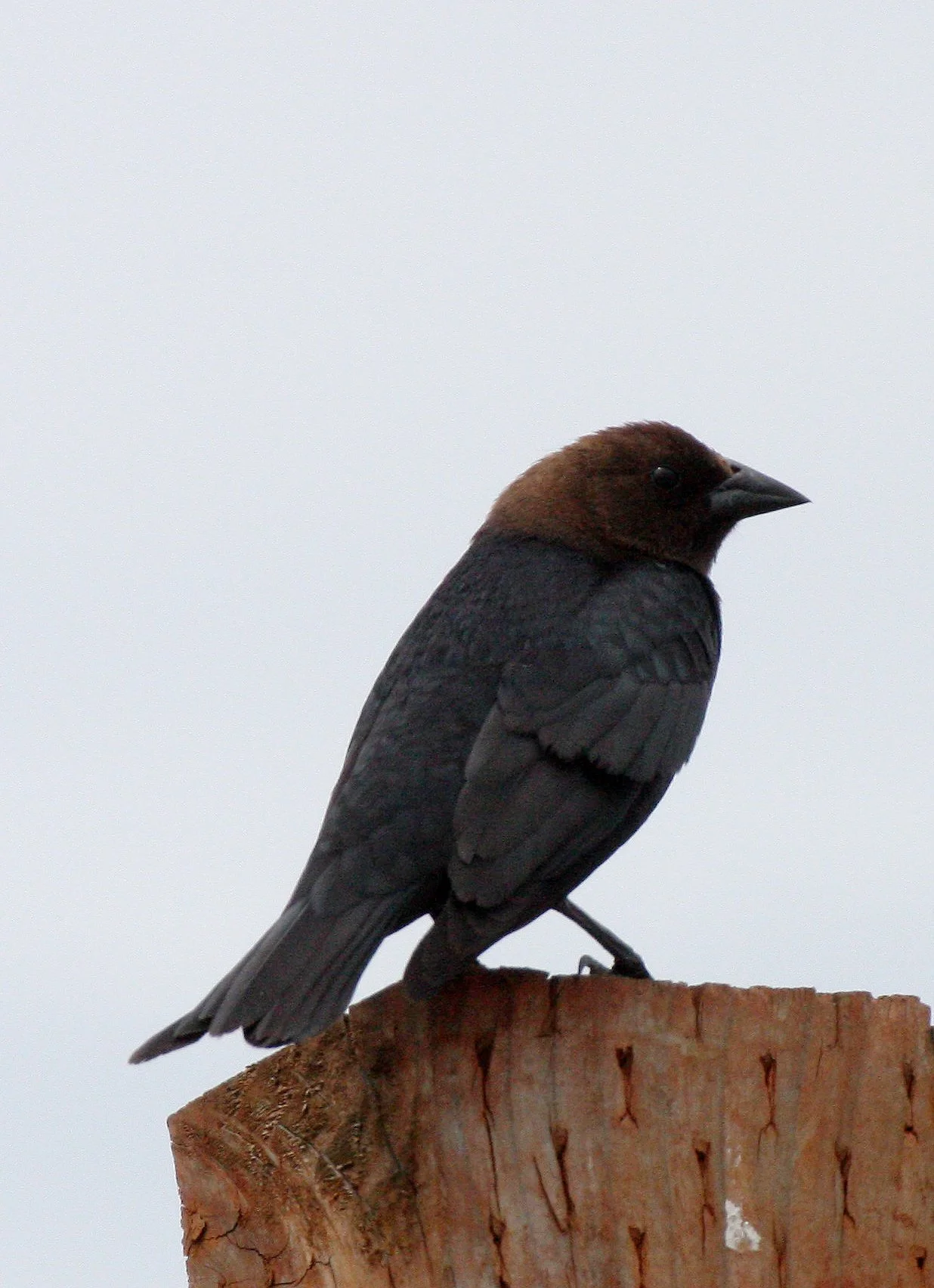 Brown-headed Cowbird (Molothrus ater) Dungeness Spit Washington (5).JPG
