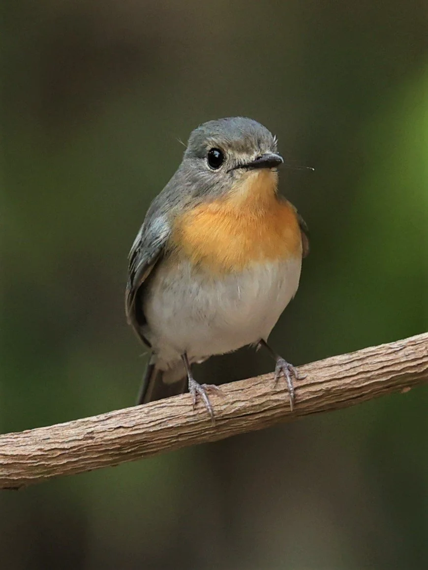 FLYCATCHER - INDOCHINESE BLUE-FLYCATCHER - Cyornis sumatrensis - SRI SATCHANALAI NP MANAO WATERHOLE MAY 1 2022 (1).jpg