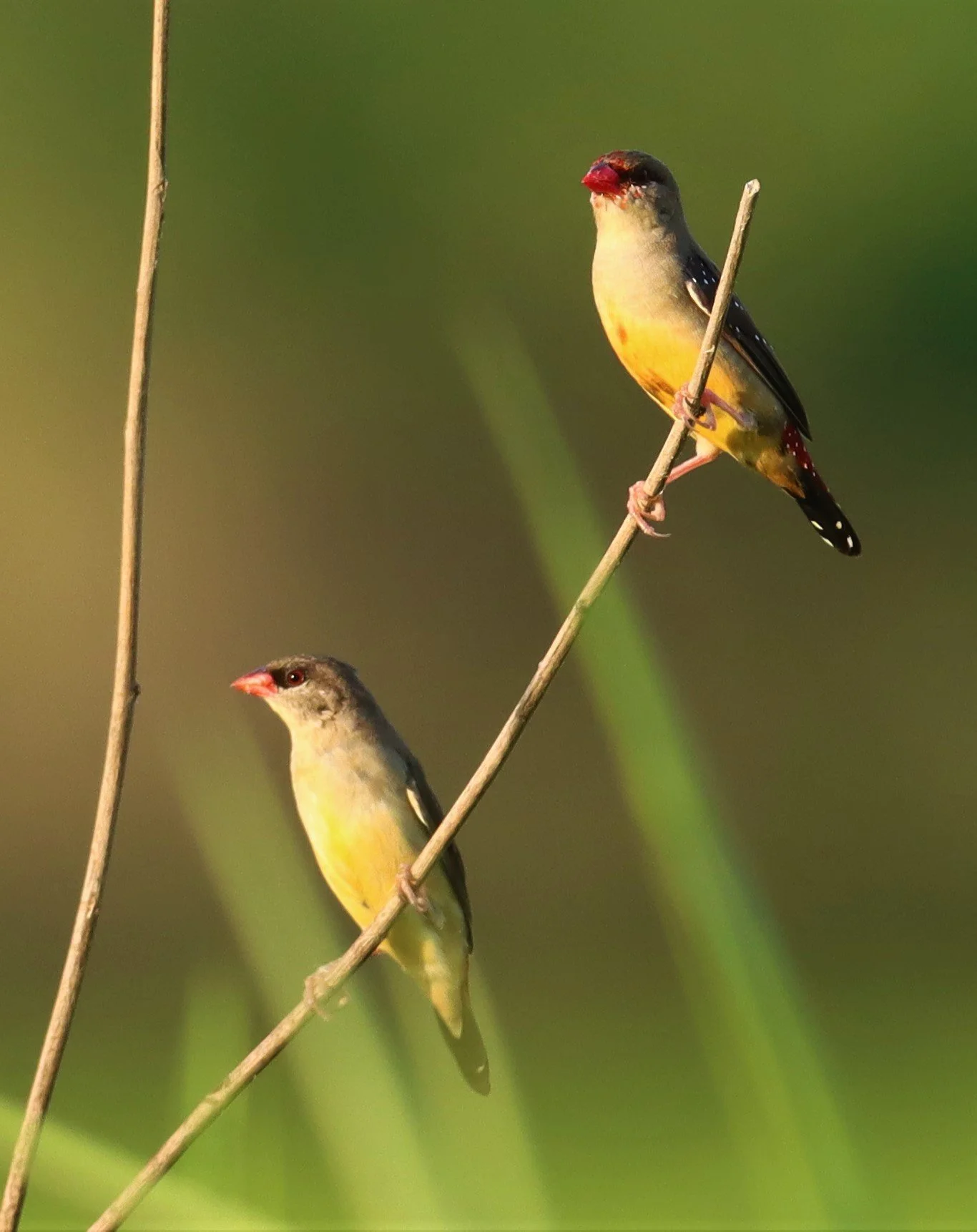 RED AVADAVAT - Amandava amandava - LAT KRABANG RICE FIELDS AT THAP YAO (113).jpg