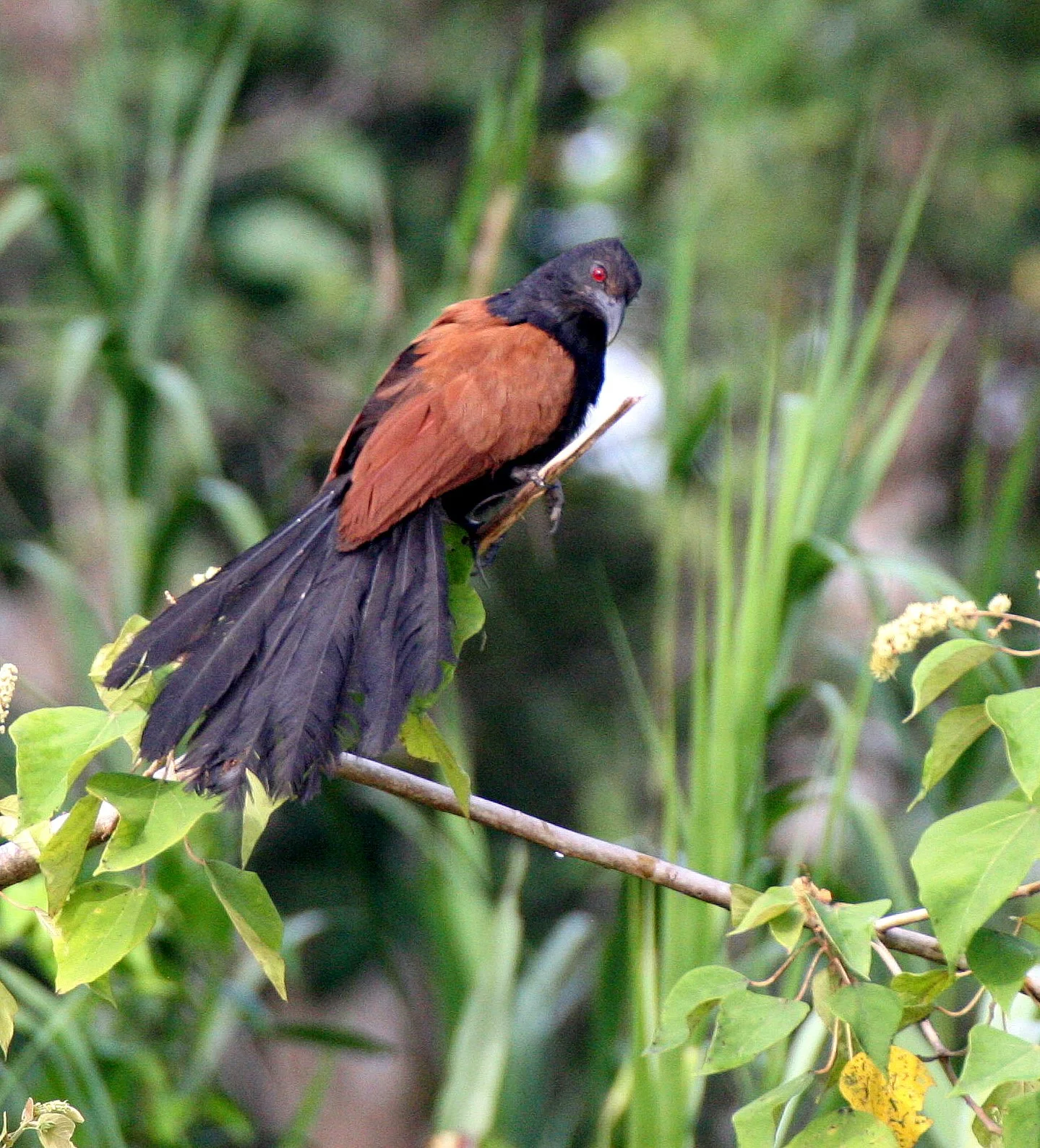 Greater Coucal (Centropus sinensis) Kinabatangan River Borneo (13).JPG