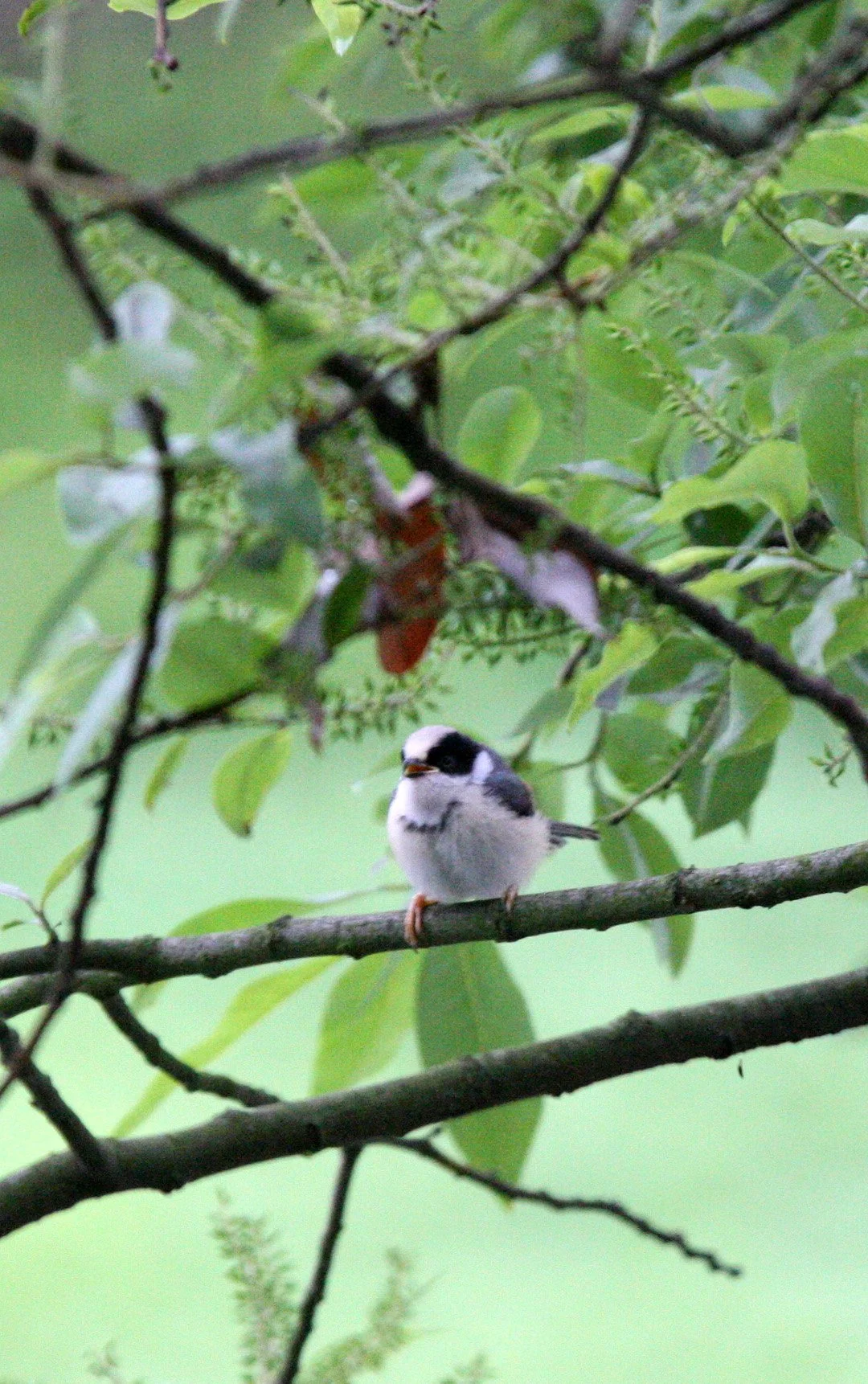 Black-throated Bushtit (Aegithalos concinnus) Hongcun Village, Anhui China (15).JPG
