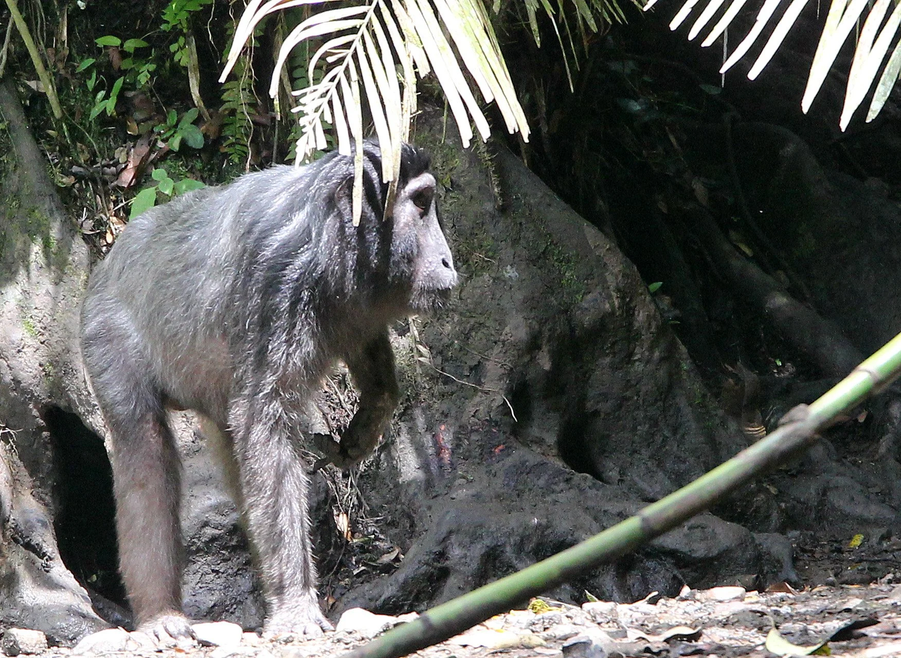 CERCOPITHECIDAE - Macaca hecki - HECK'S MACAQUE - NANTU NATIONAL NATURE RESERVE - SULAWESI INDONESIA (41).JPG