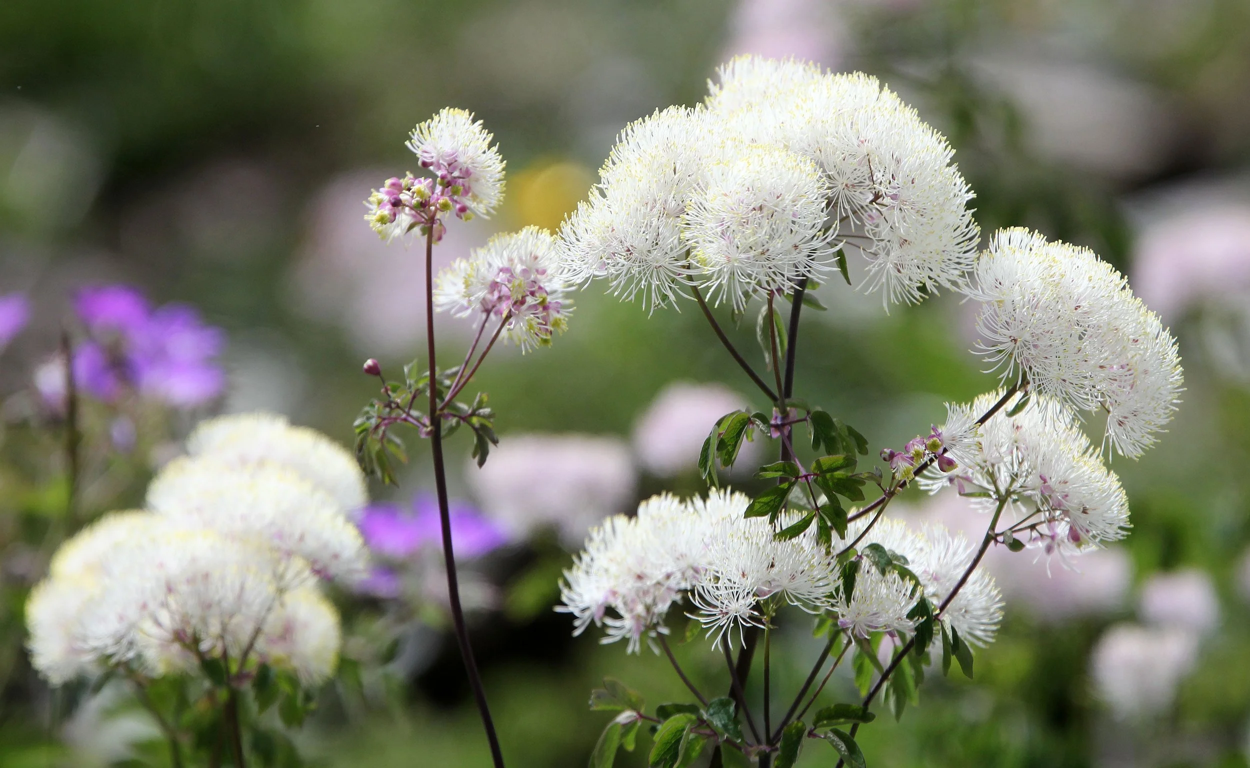STELVIO NATIONAL PARK ITALY (68).JPG