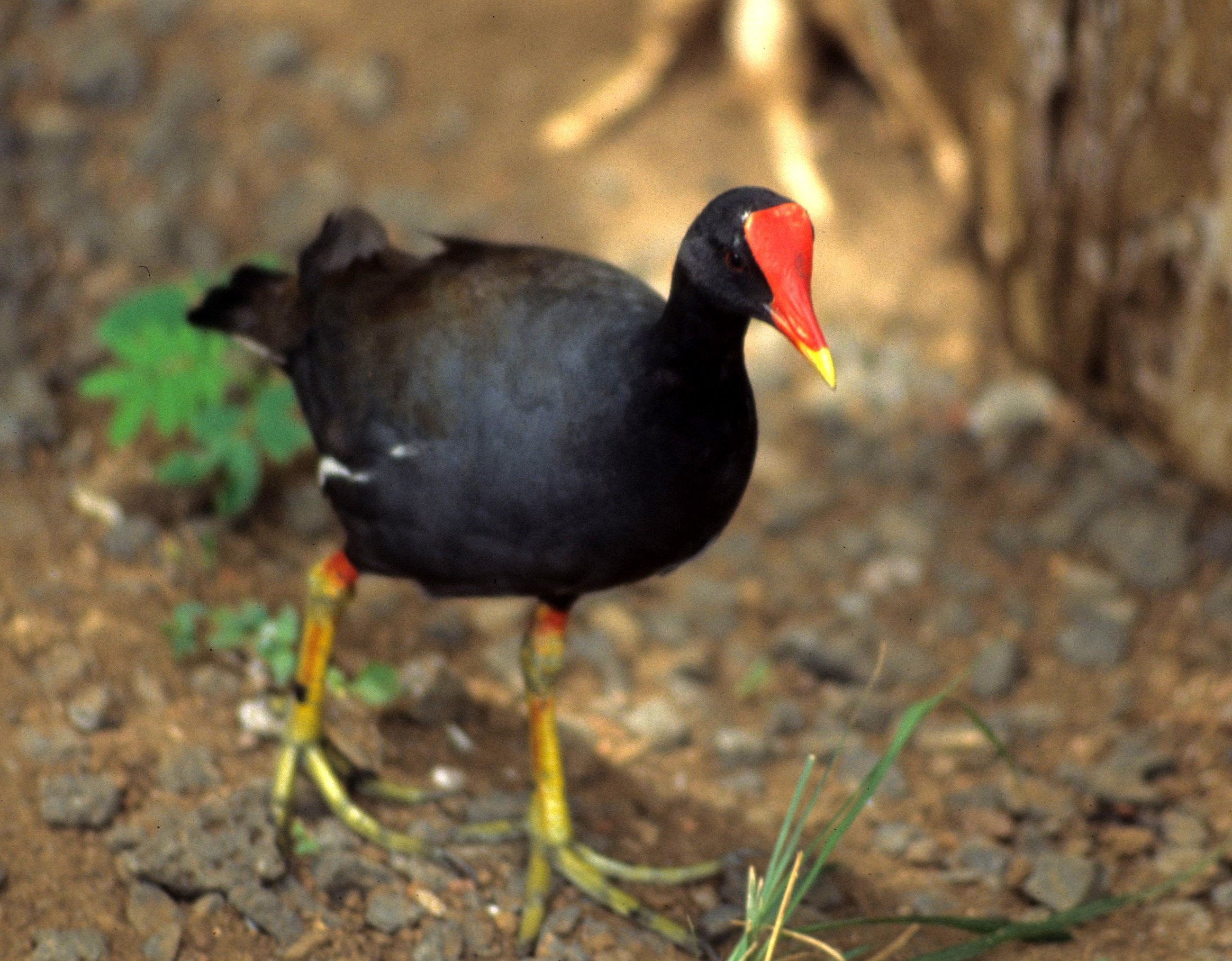 BIRD - COMMON MOORHEN - GALLINULA CHLOROPUS.jpg