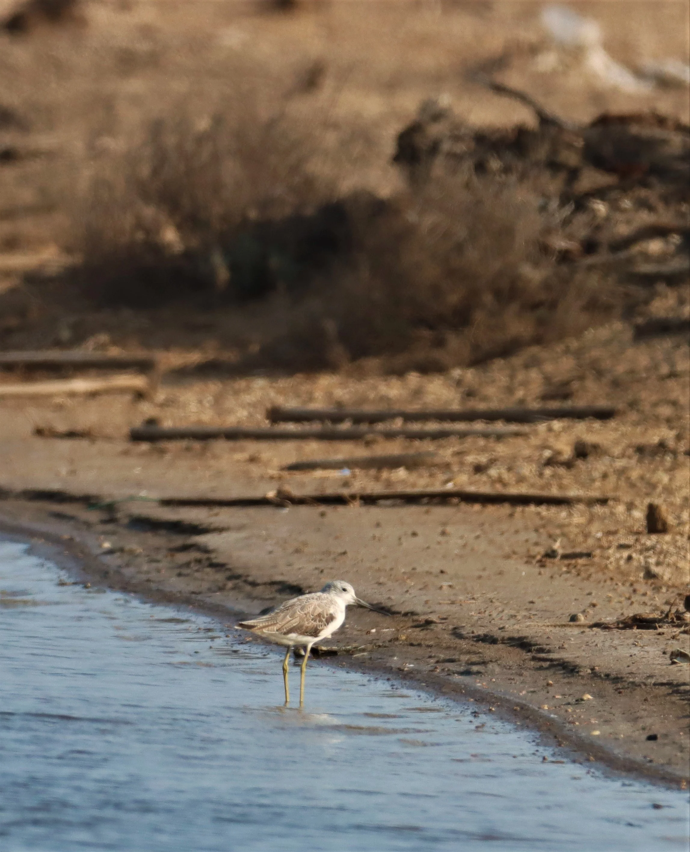 GREENSHANK - COMMON GREENSHANK - Tringa nebularia - BANG PAKONG SALT PANS CHACHOENGSAO WEST OF RIVER (3).jpg