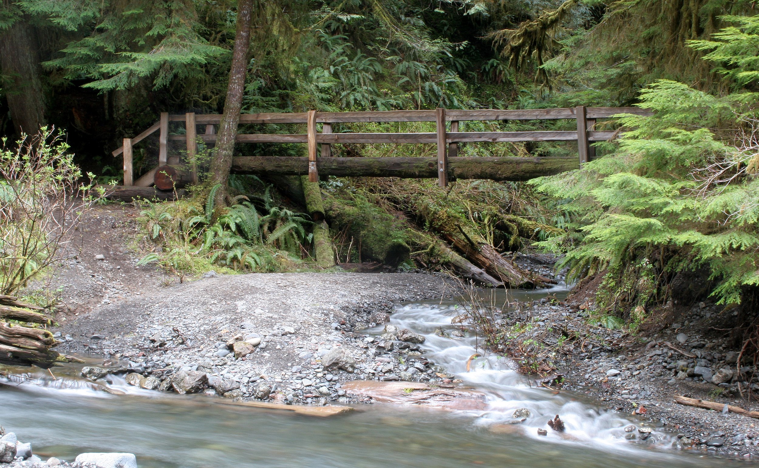 BARNES CREEK AND SURROUNDING FOREST (41).JPG