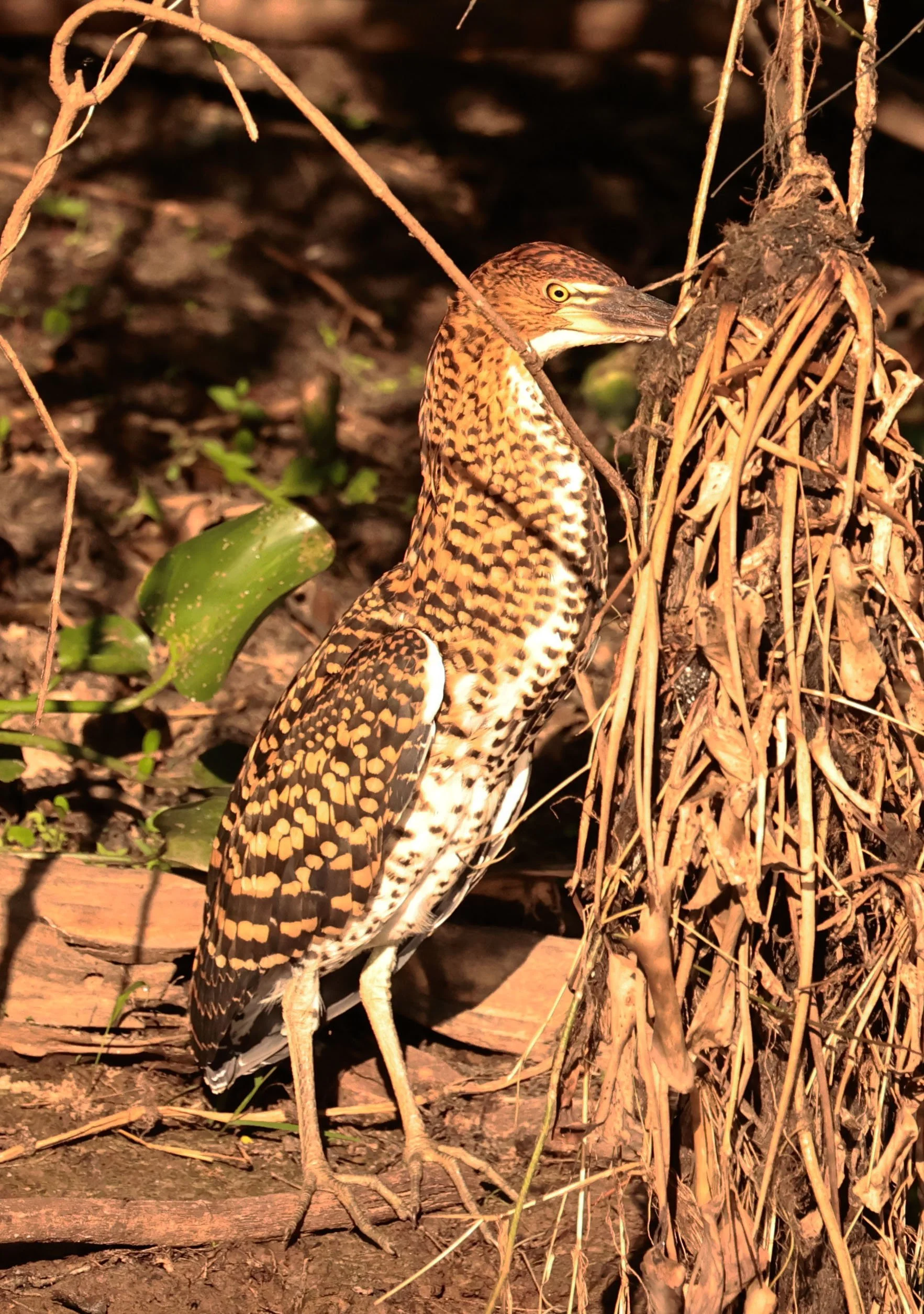 Heron - Rufescent Tiger-Heron - Tigrisoma lineatum - Pantanal, Encontro das Águas State Park, Porto Jof (7).jpg