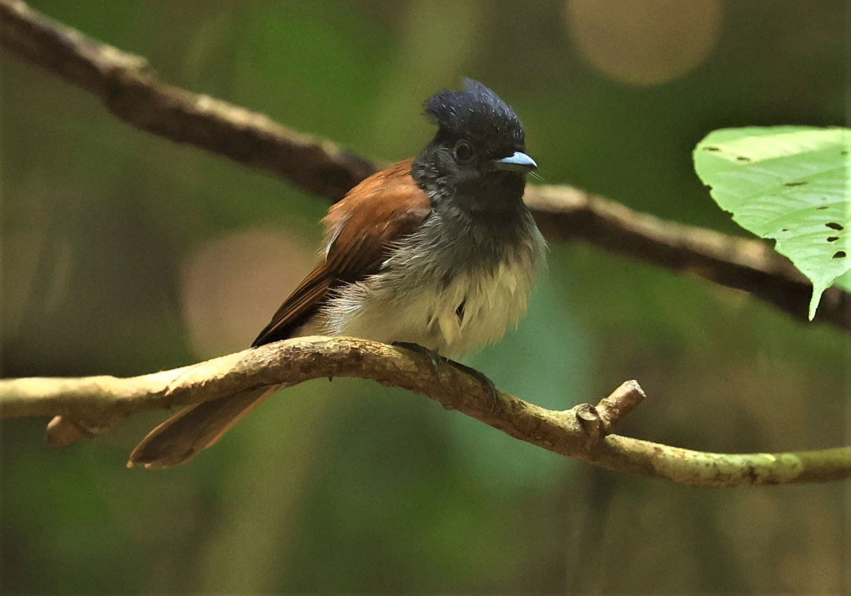 PARADISE-FLYCATCHER - JAPANESE PARADISE-FLYCATCHER - Terpsiphone atrocaudata - KRUNG CHING, KHAO LUANG NP NST, APRIL 2022 (27).jpg