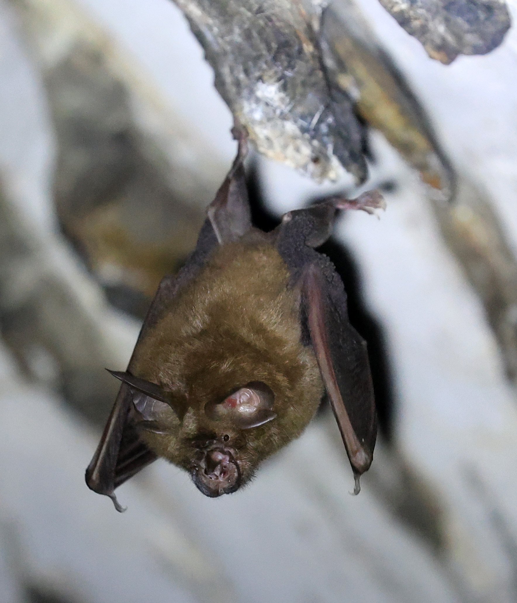 Pearson’s Horseshoe Bat (Rhinolophus pearsonii) Wat Sa Nam Sai Temple Pak Chong Thailand (4).jpg