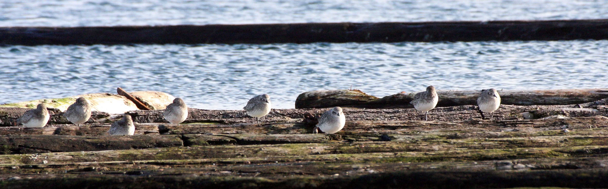 BIRD - PLOVER - BLACK-BELLIED PLOVER - PA HARBOR (3).JPG