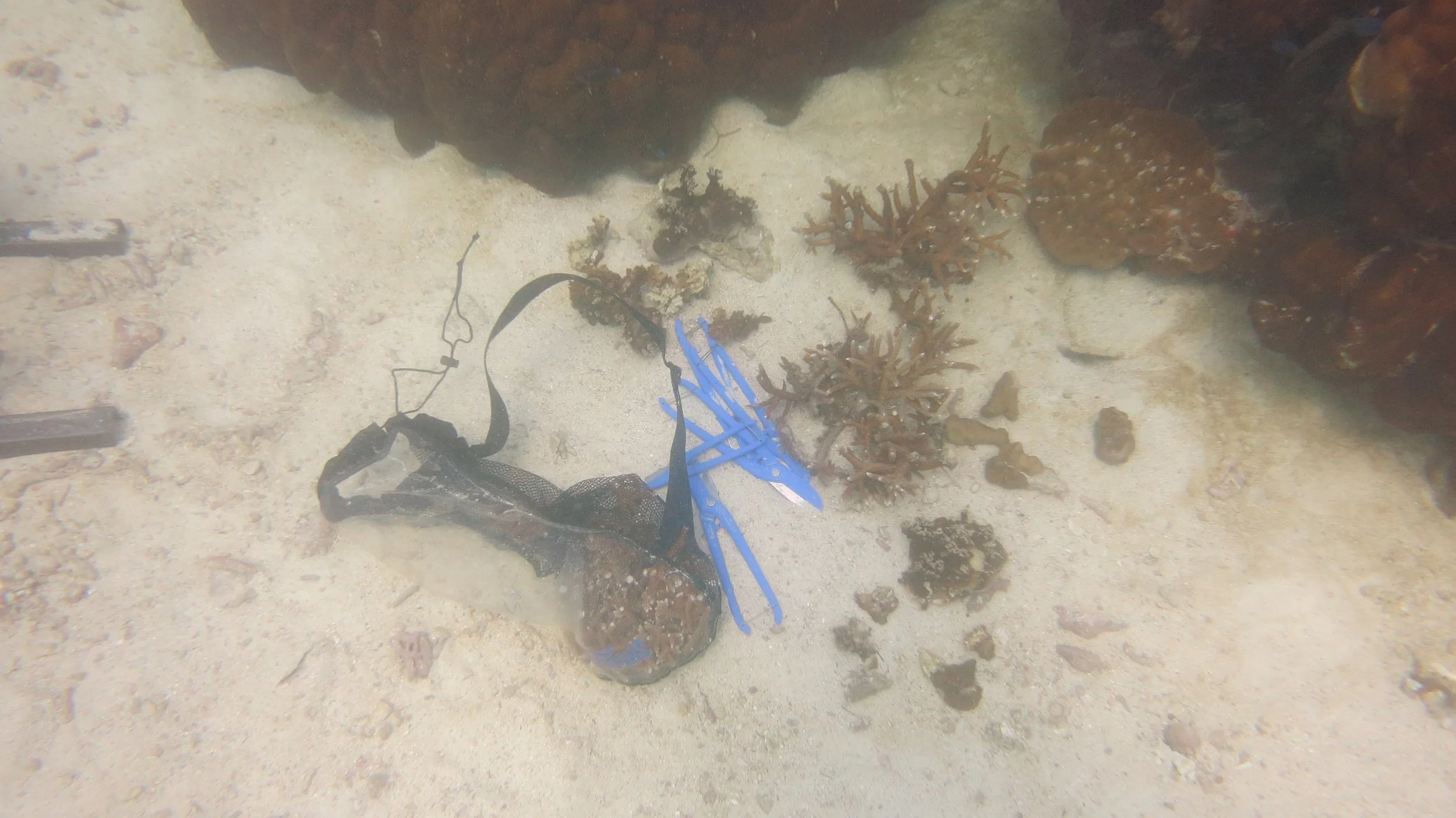 2016 BPS Satthahip Dive Trip with Marine Conservation Club (69).JPG