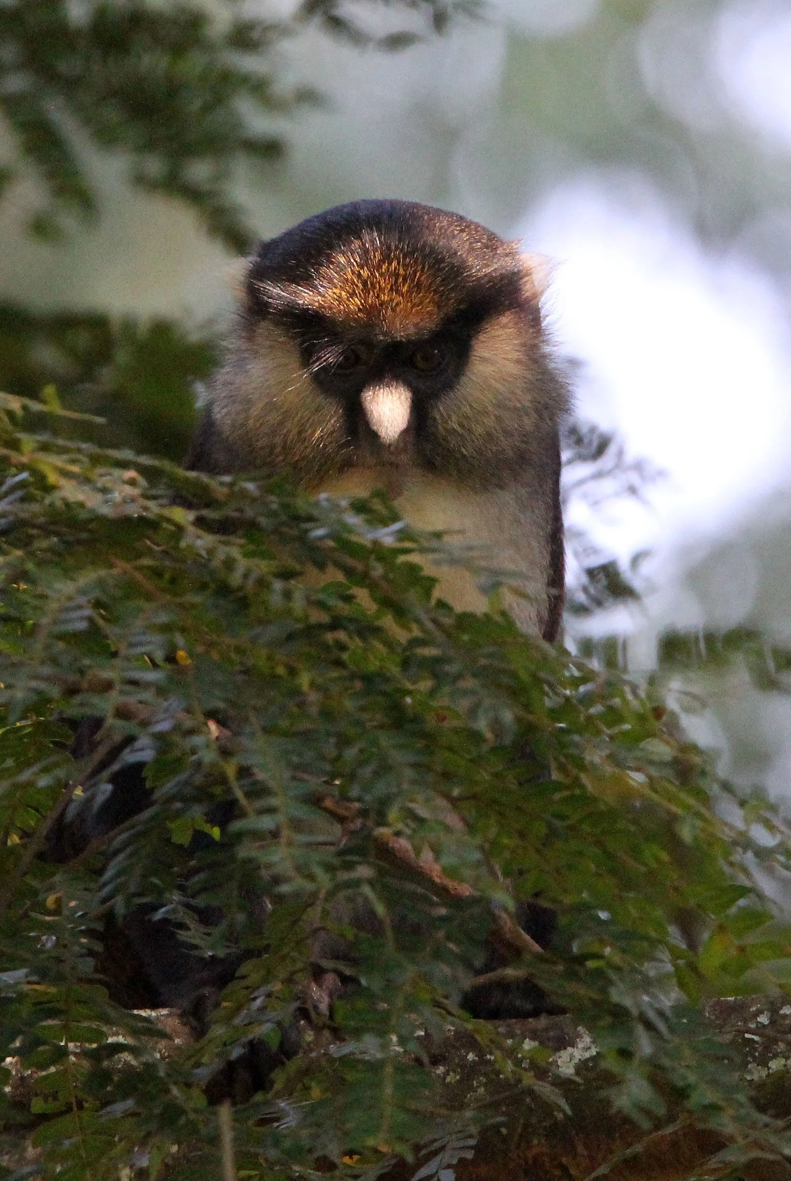 CERCOPITHECIDAE - Cercopithecus denti X ascanius schmidti - DENT'S-RED-TAILED MONKEY HYBRID - NYUNGWE NATIONAL PARK RWANDA (11).JPG