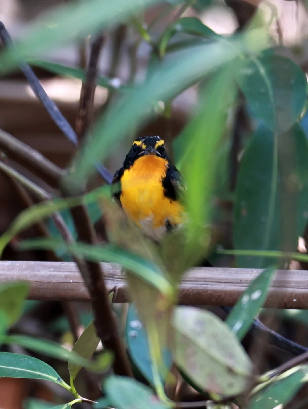 Flycatcher - Narcissus Flycatcher - Ficedula narcissina - Bang Pu Mangrove Forest Reserve, Samut Prakan March 30, 2024 (59).jpg