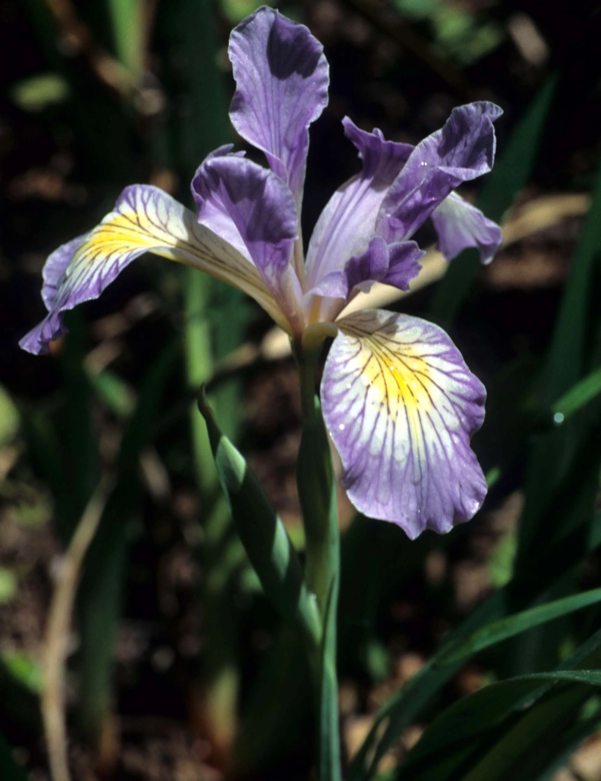 CALIFORNIA - REDWOODS NP - LILIACEAE - IRIS DOUGLASII (5).jpg