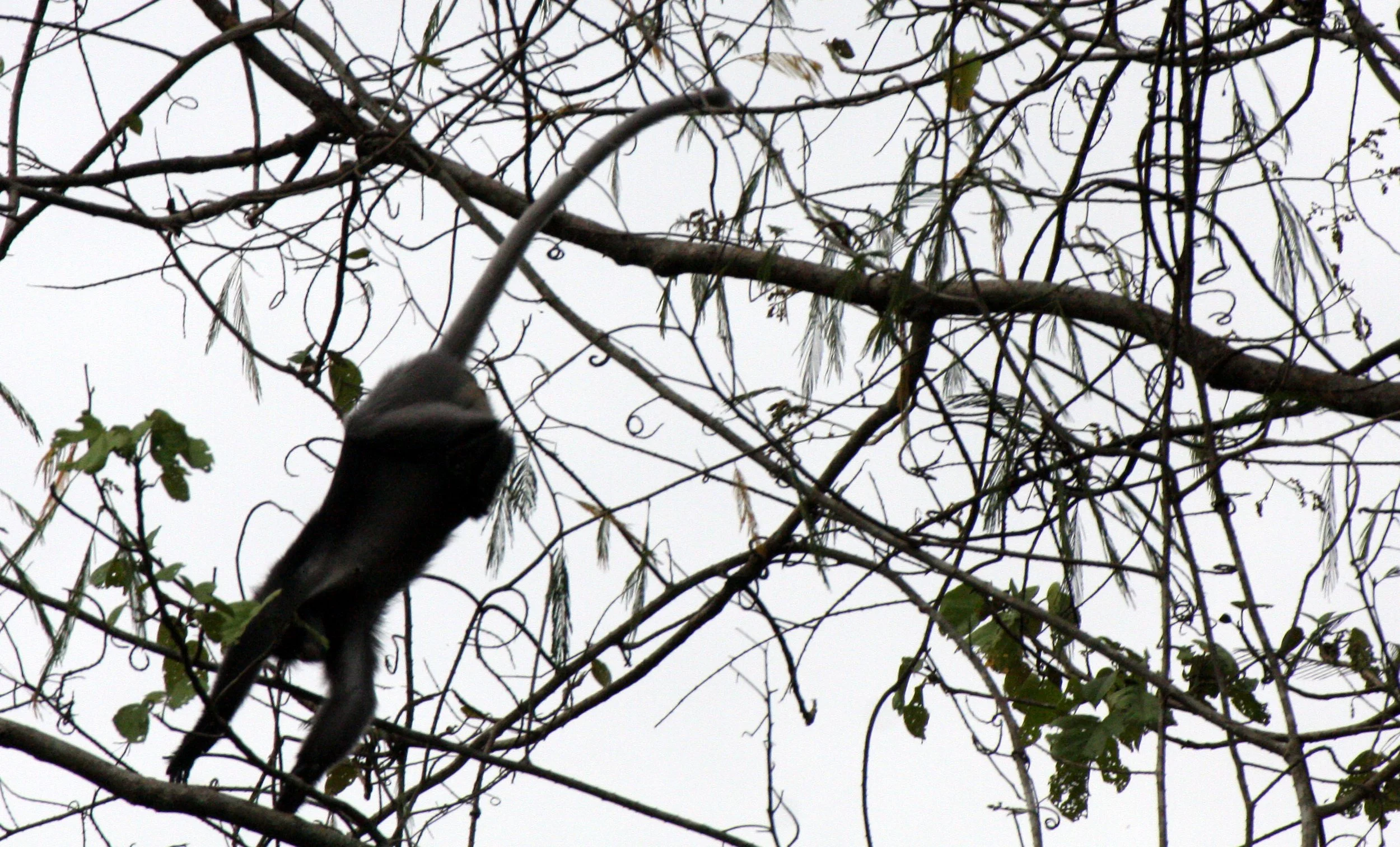 CERCOPITHECIDAE - Trachypithecus obscurus flavicauda - BLOND-TAILED (DUSKY) LANGUR - KAENG KRACHAN NAT'L PARK (45).JPG