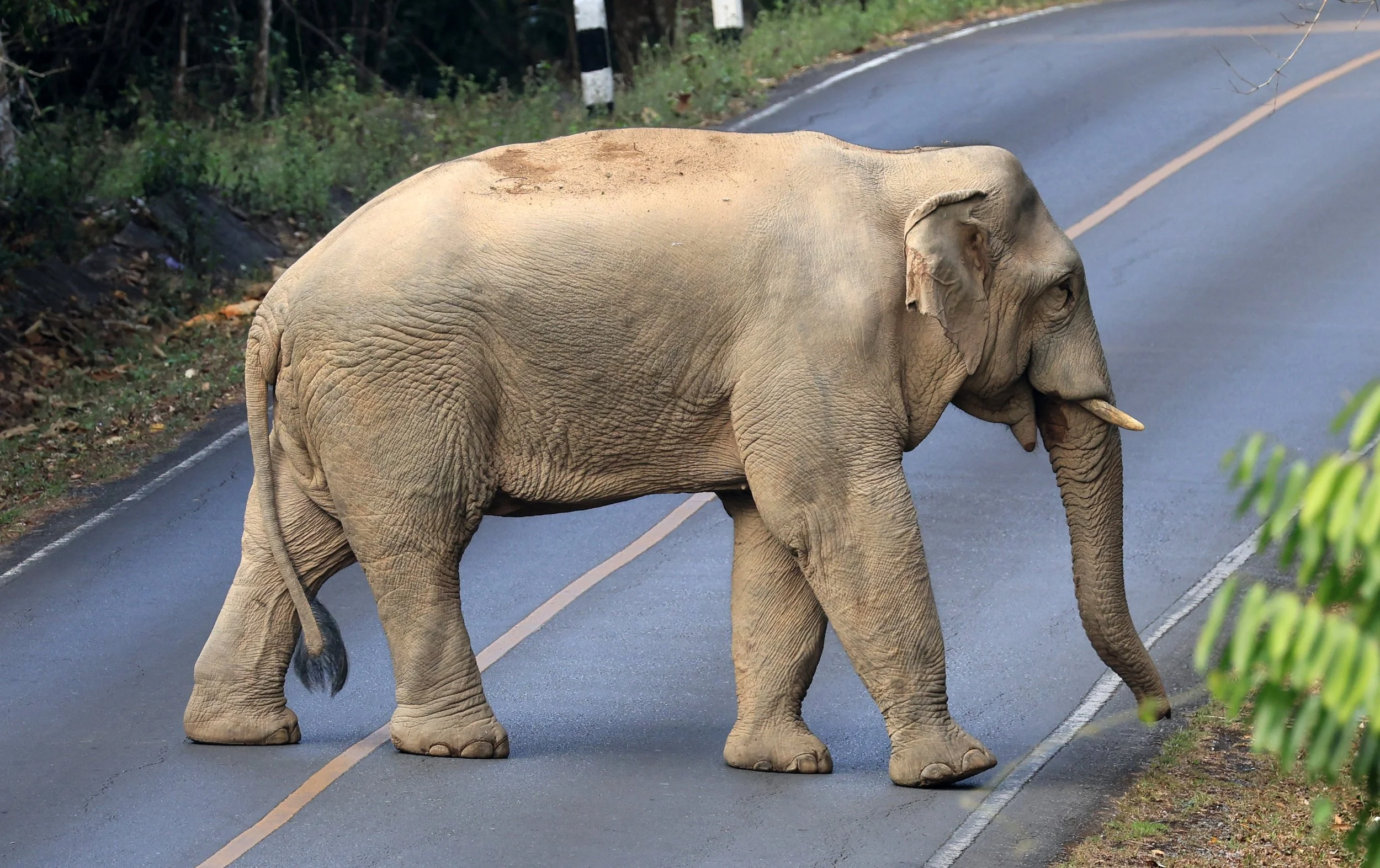 Asian Elephant (Elephas maximus) Khao Yai National Park, Thailand (87).jpg