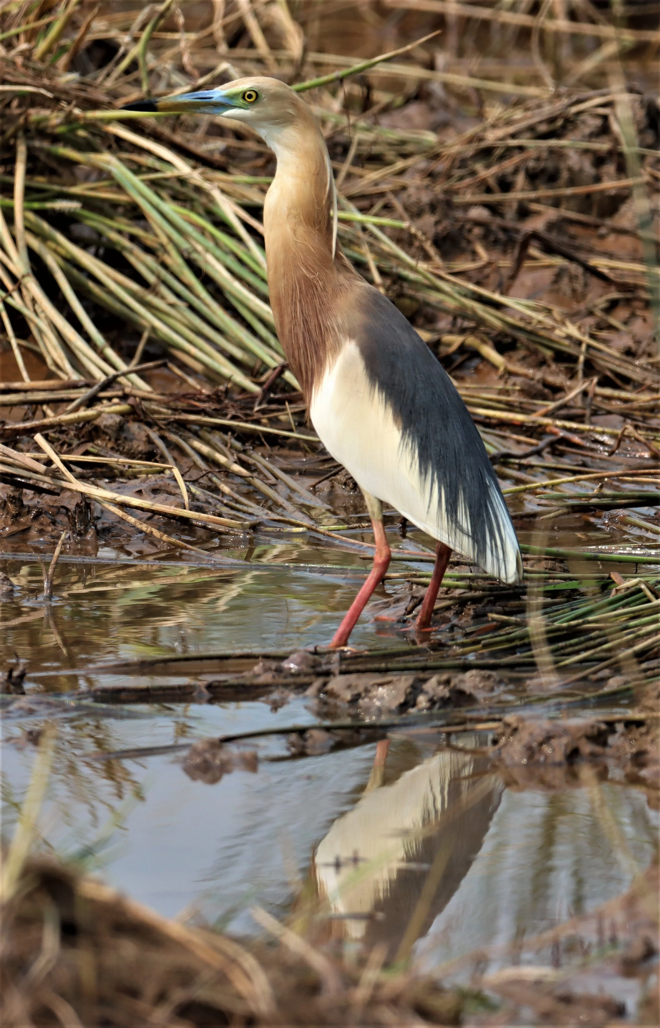 HERON - JAVAN POND HERON - Ardeola speciosa - BANG KHAEM WETLANDS NAKHON PATHOM MARCH 13 (3).jpg